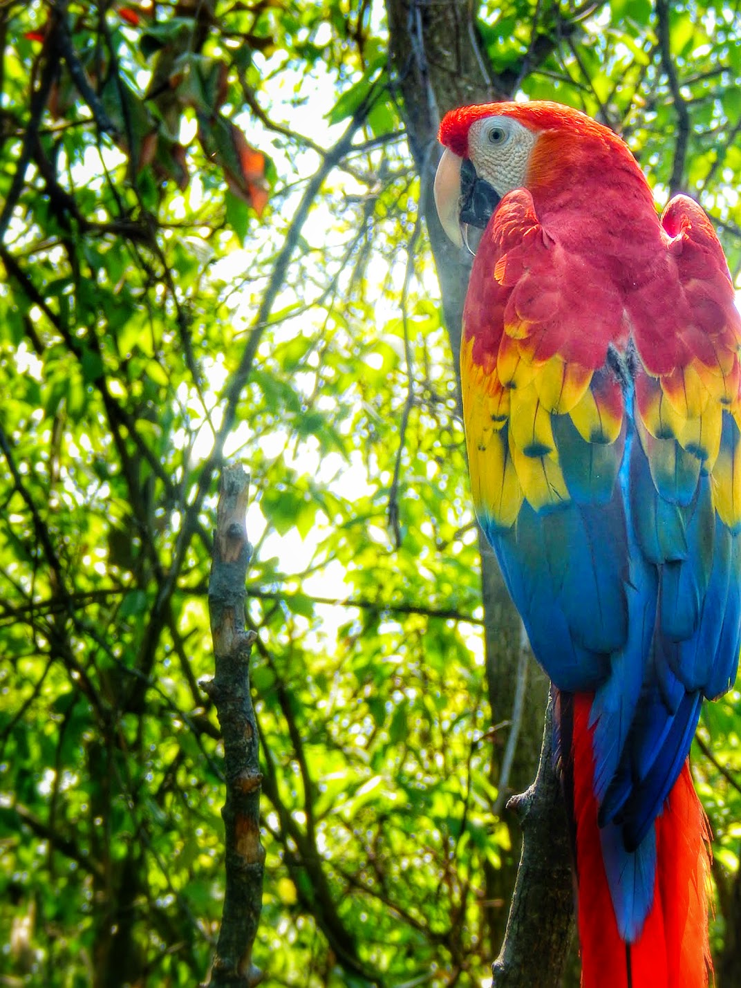 May. 2015 - Wings of the World - Scarlet Macaw