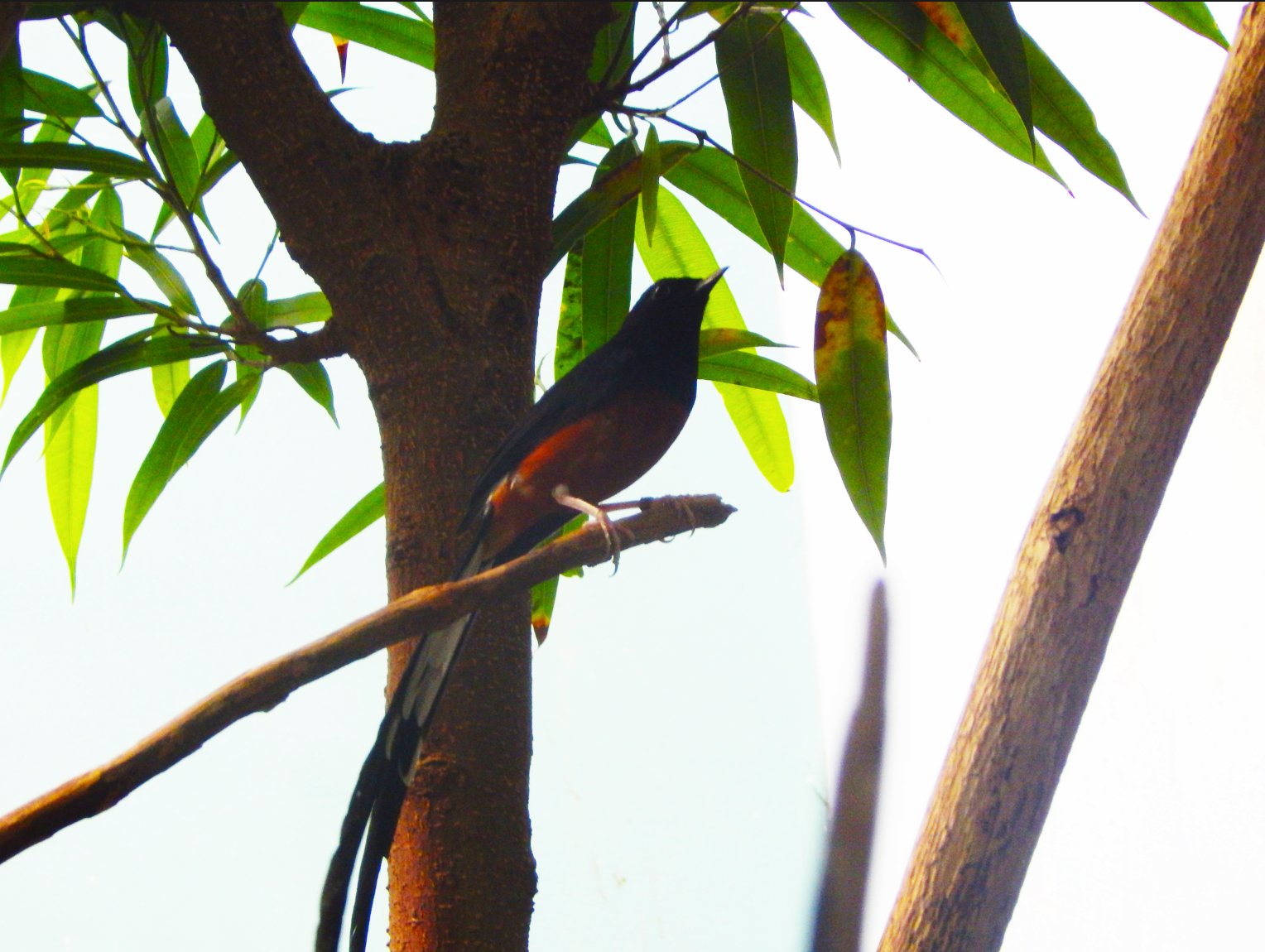 May. 2015 - Wings of the World - Unidentified Species