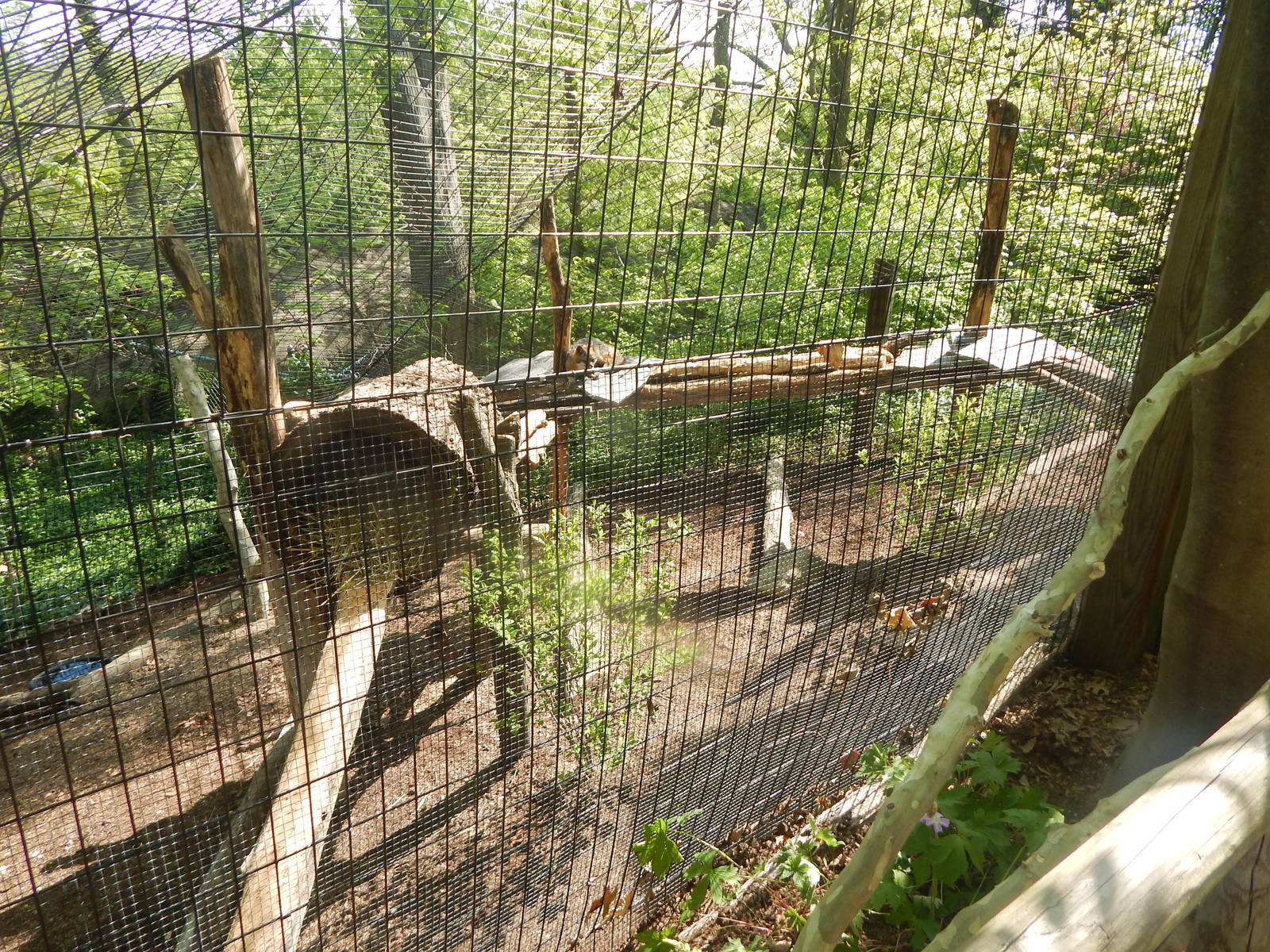 May. 2015 - Wolf Woods - Grey Fox Exhibit (New Platform Added)