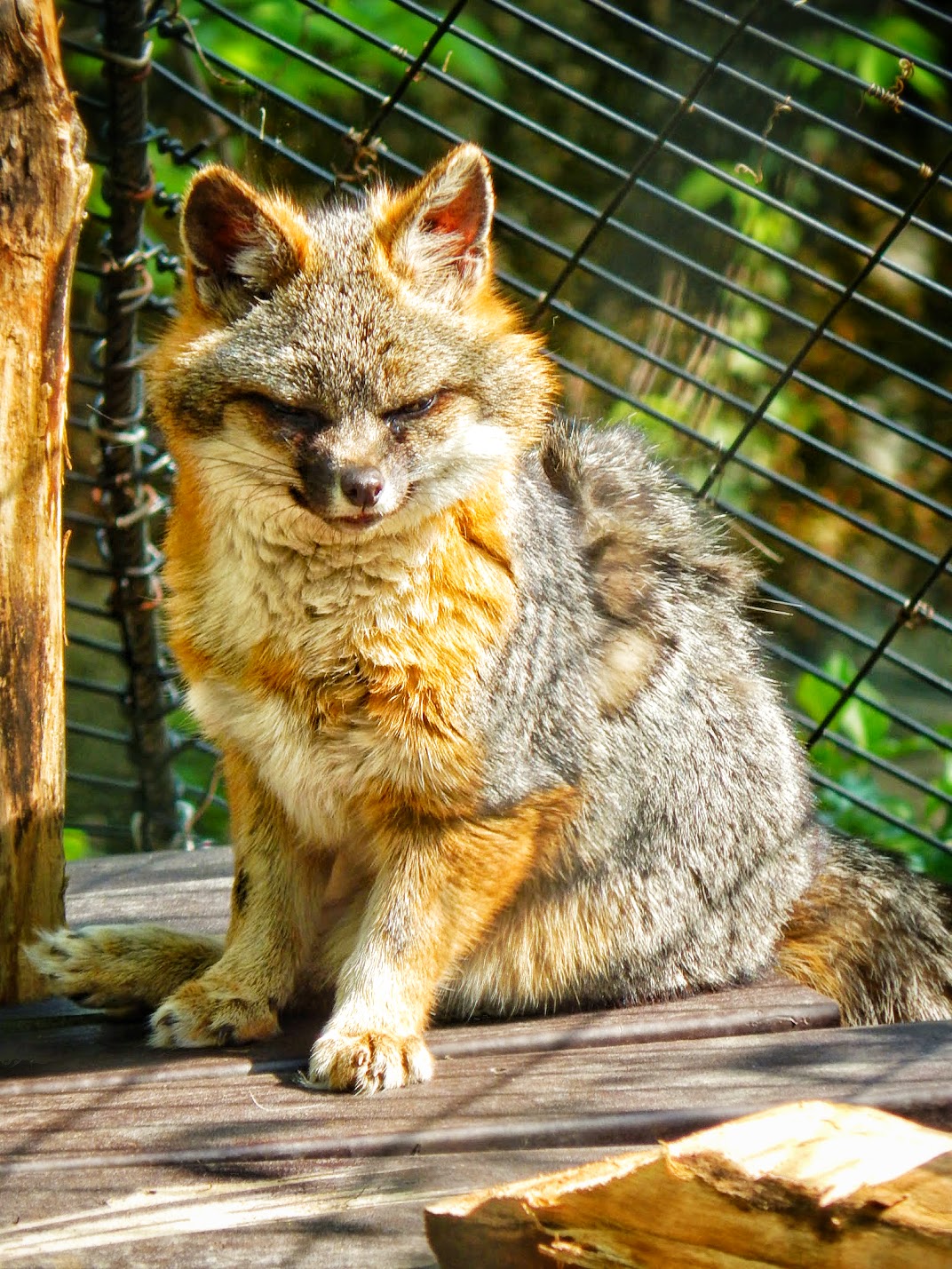 May. 2015 - Wolf Woods - Grey Fox