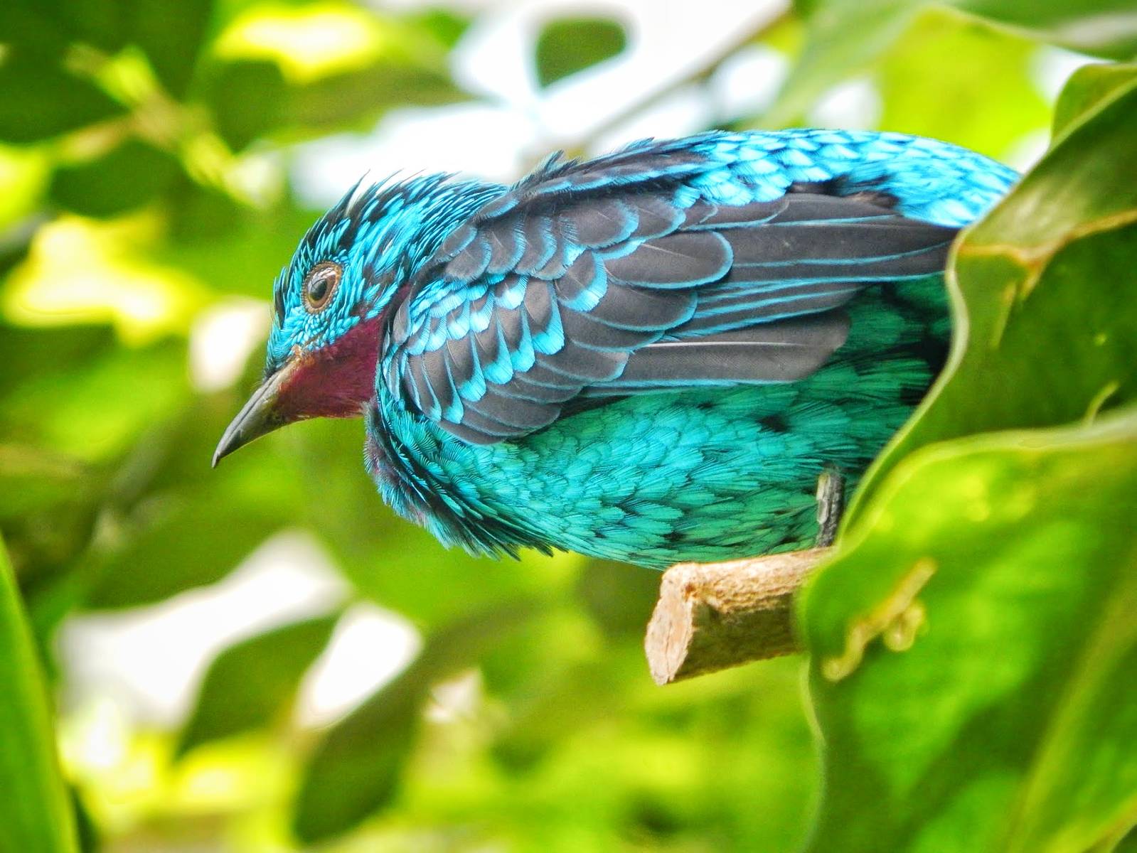 May. 2015 - World of the Insect - Spangled Cotinga