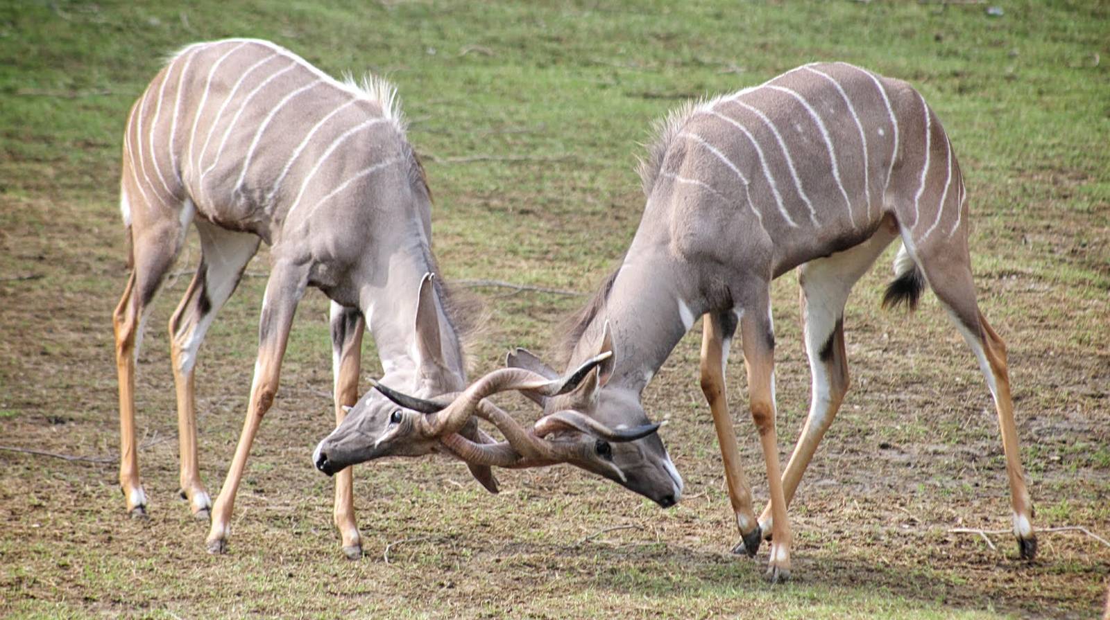 May. 2016 - Africa - Calvin and Hobbes - Lesser Kudu