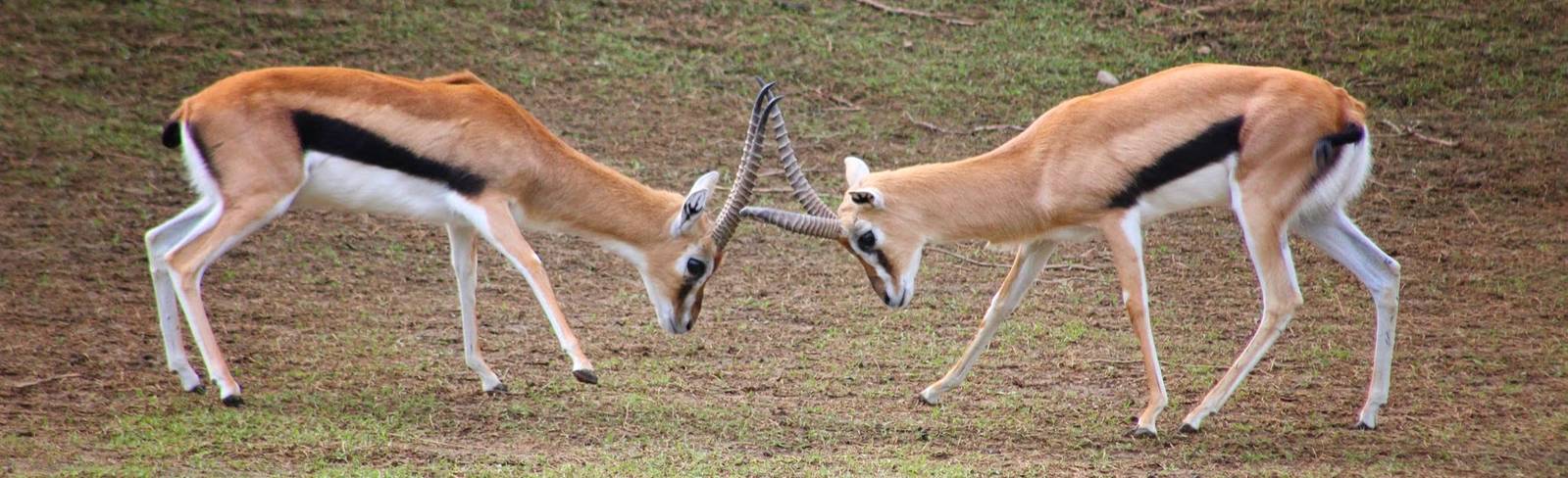 May. 2016 - Africa - Thomson's Gazelle
