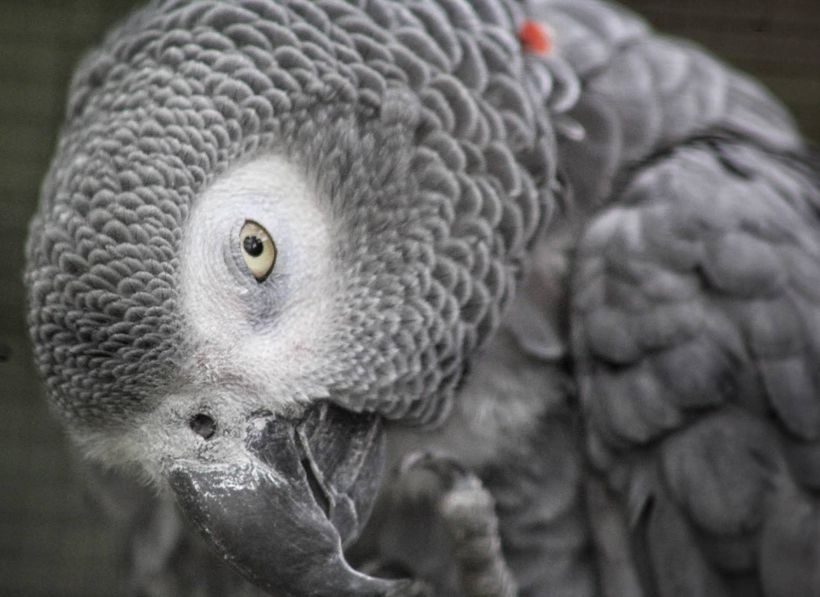 May. 2016 - African Forest: Expedition Congo - African Grey