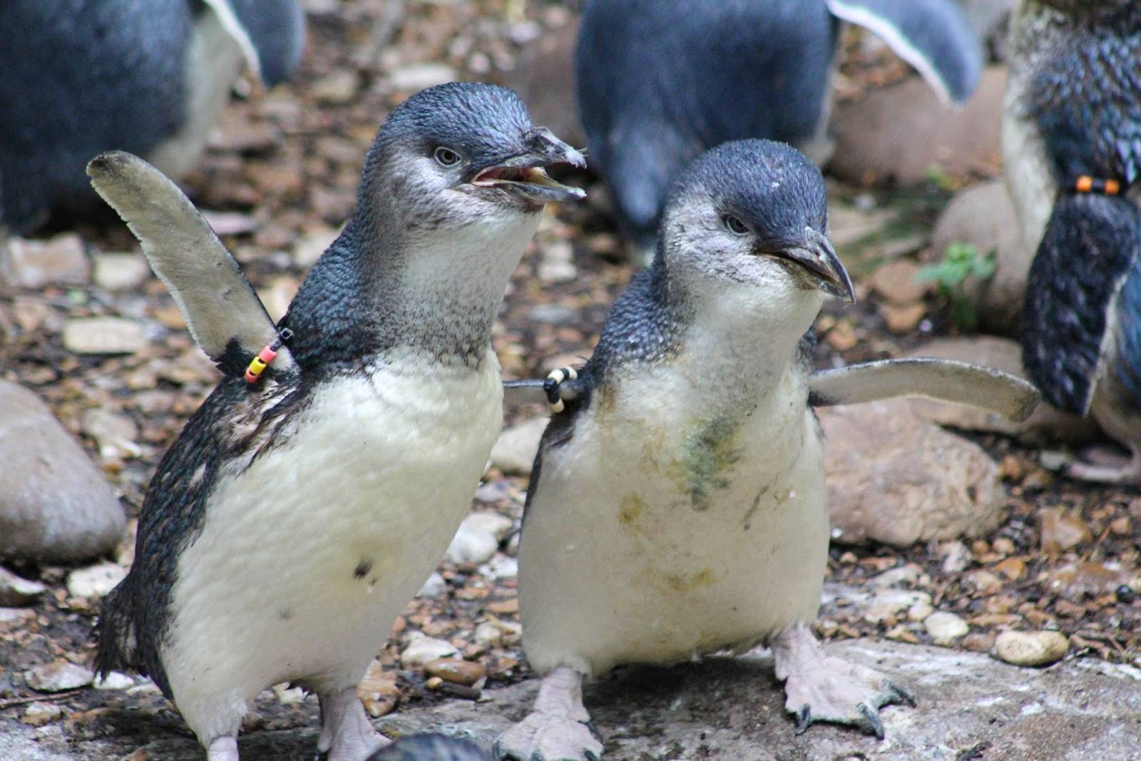 May. 2016 - Children's Zoo - Little Blue Penguins