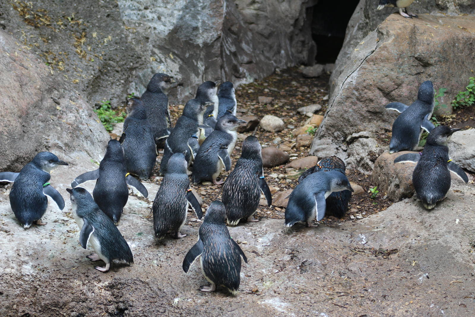 May. 2016 - Children's Zoo - Lots of Little Penguins