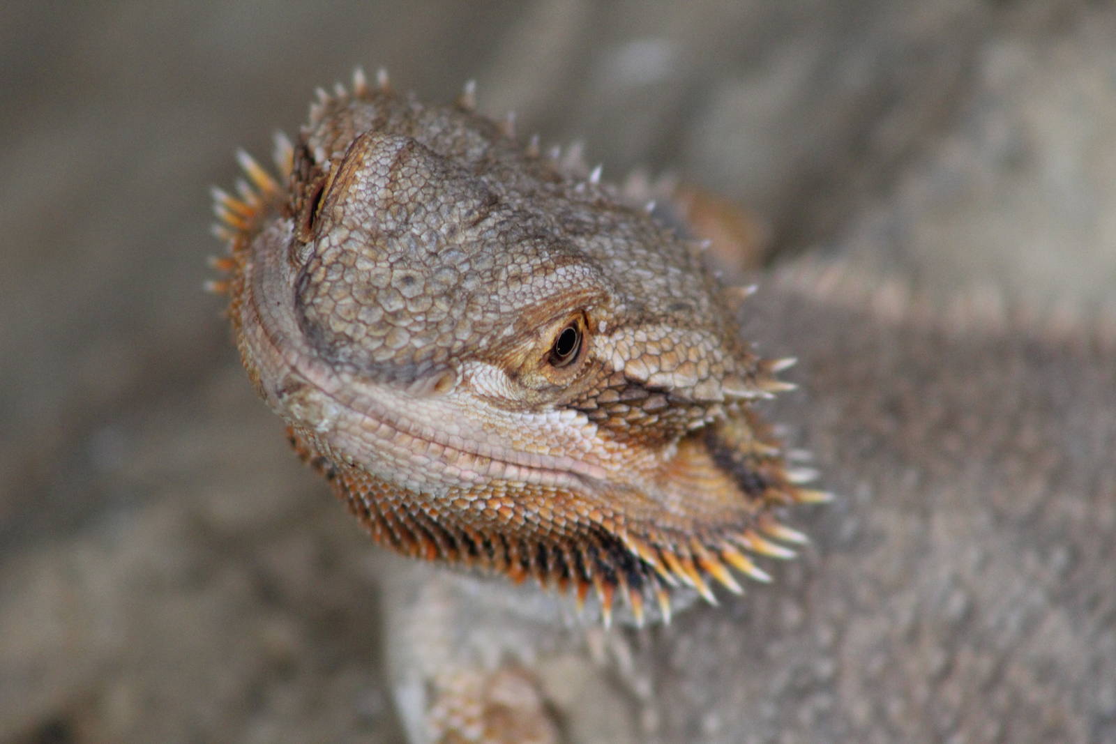 May. 2016 - Deserts - Bearded Dragon