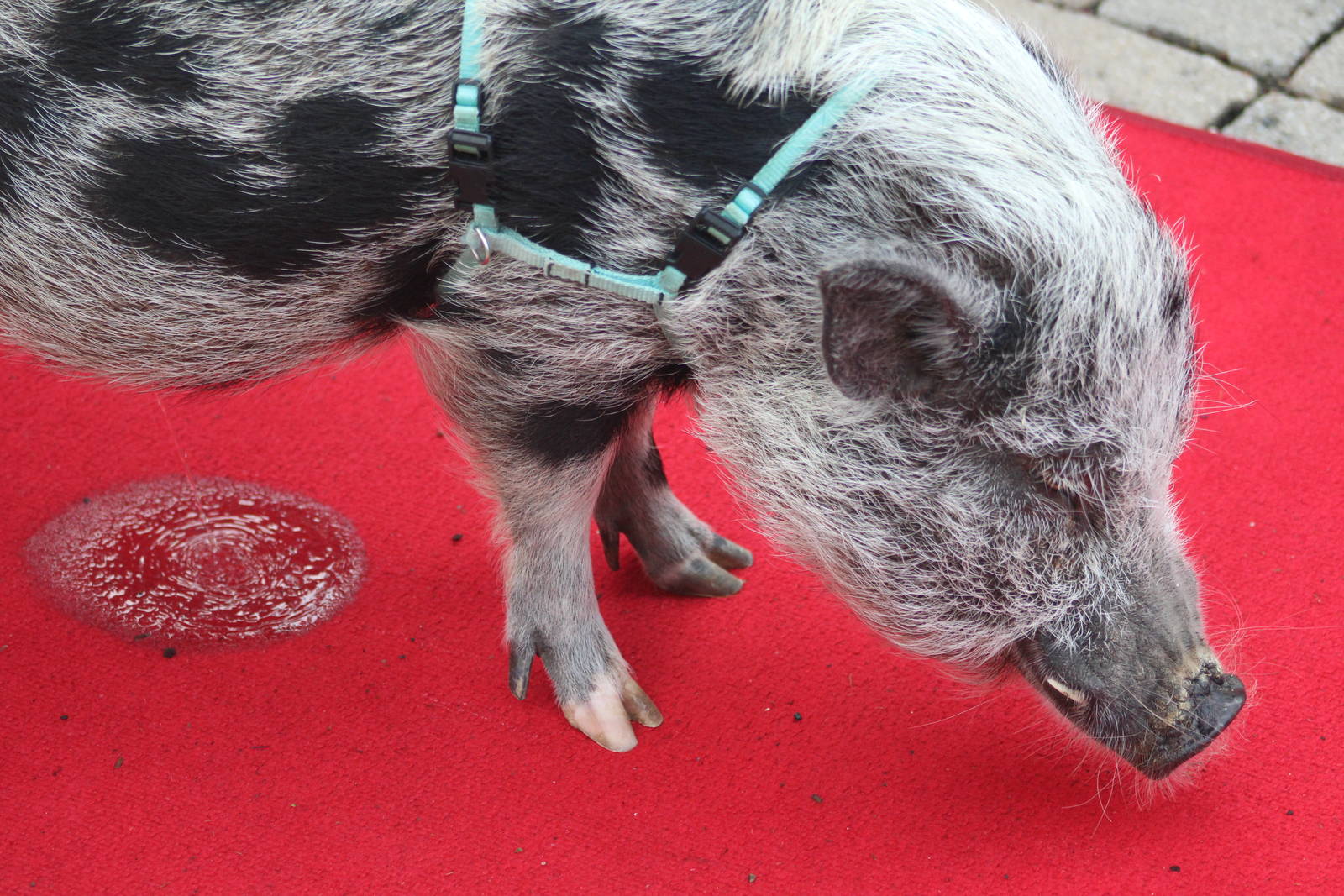 May. 2016 - Entrance - Accident on the Red Carpet