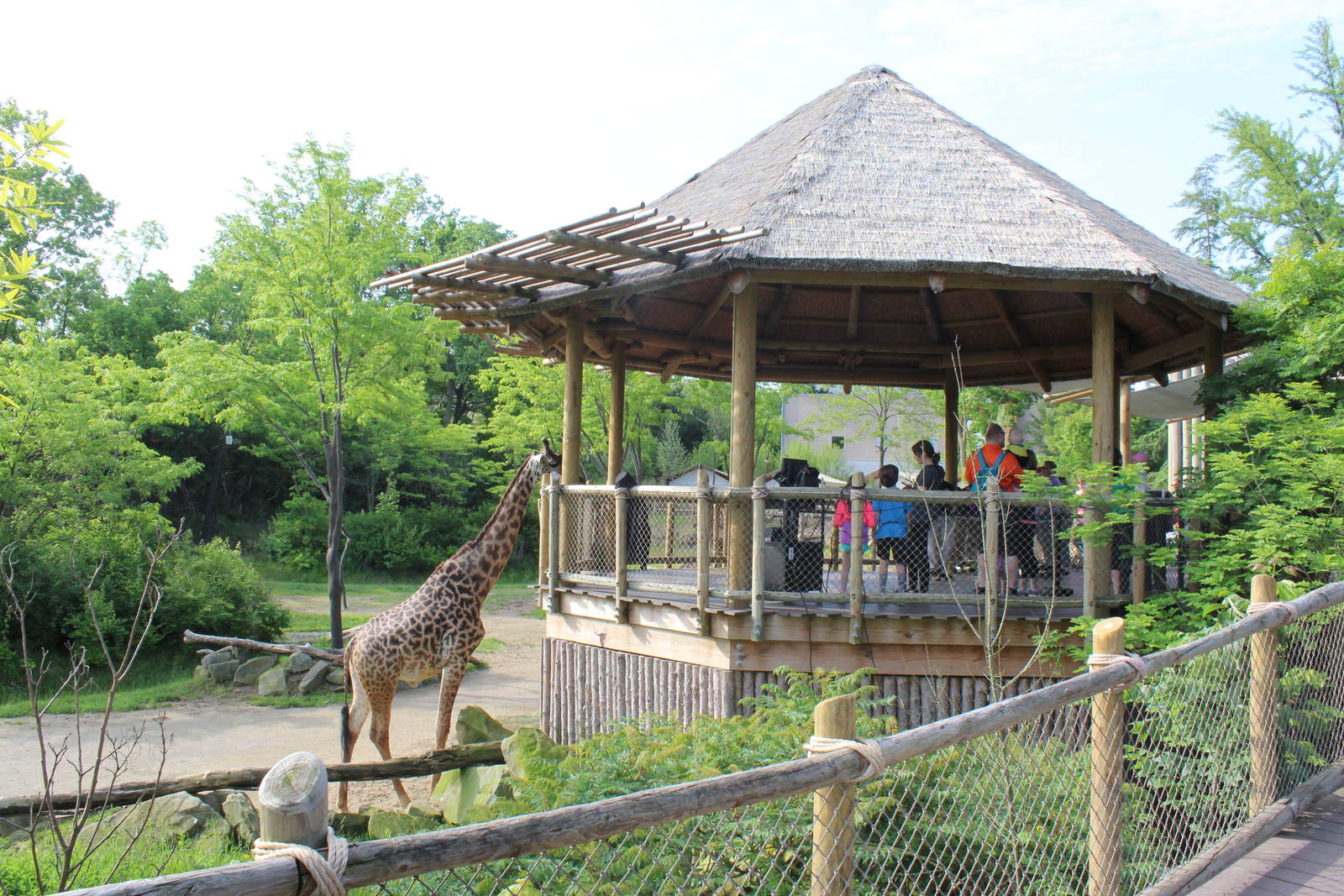May. 2016 - Giraffe Ridge - Feeding Station