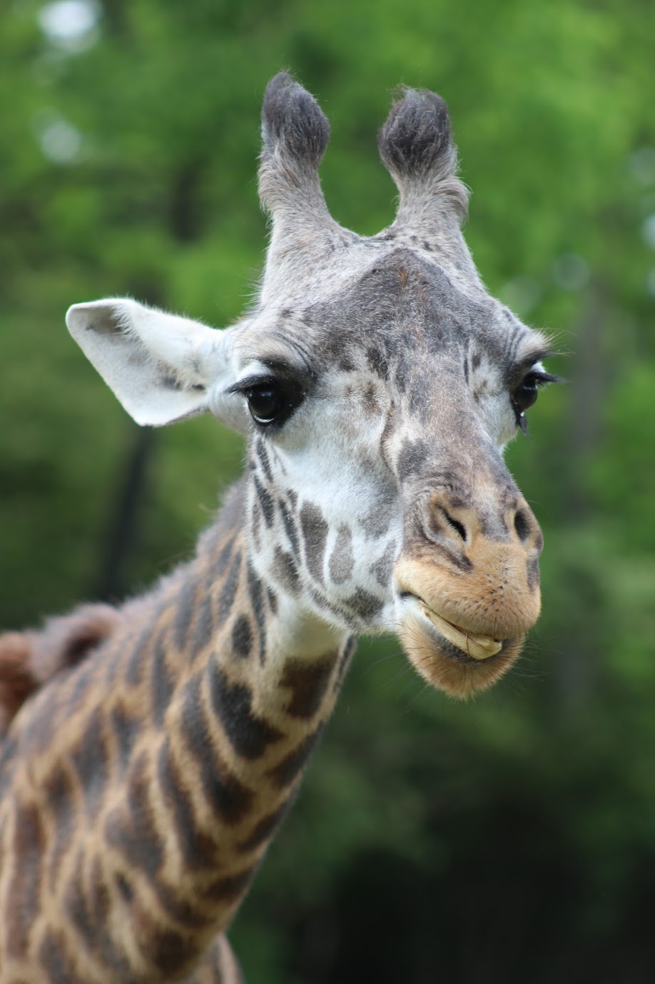 May. 2016 - Giraffe Ridge - Masai Giraffe