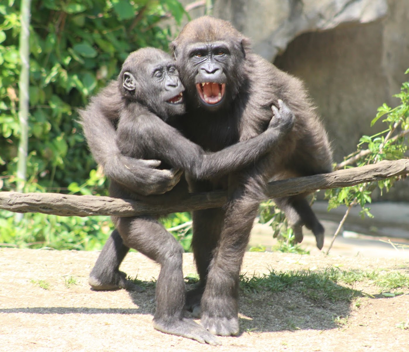 May. 2016 - Gorilla World - Mona and Gladys