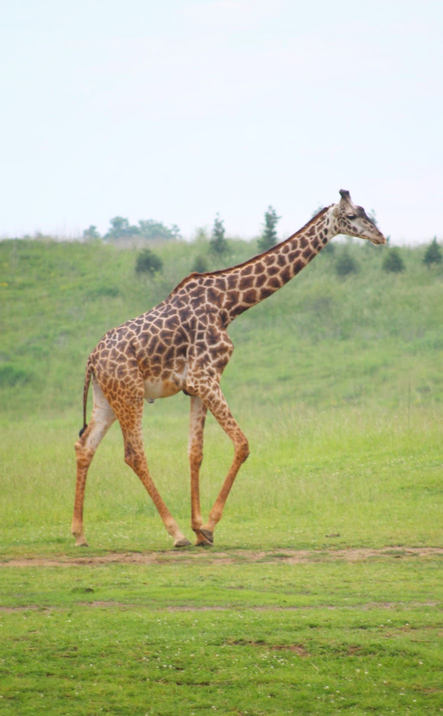 May. 2016 - Heart of Africa - Masai Giraffe