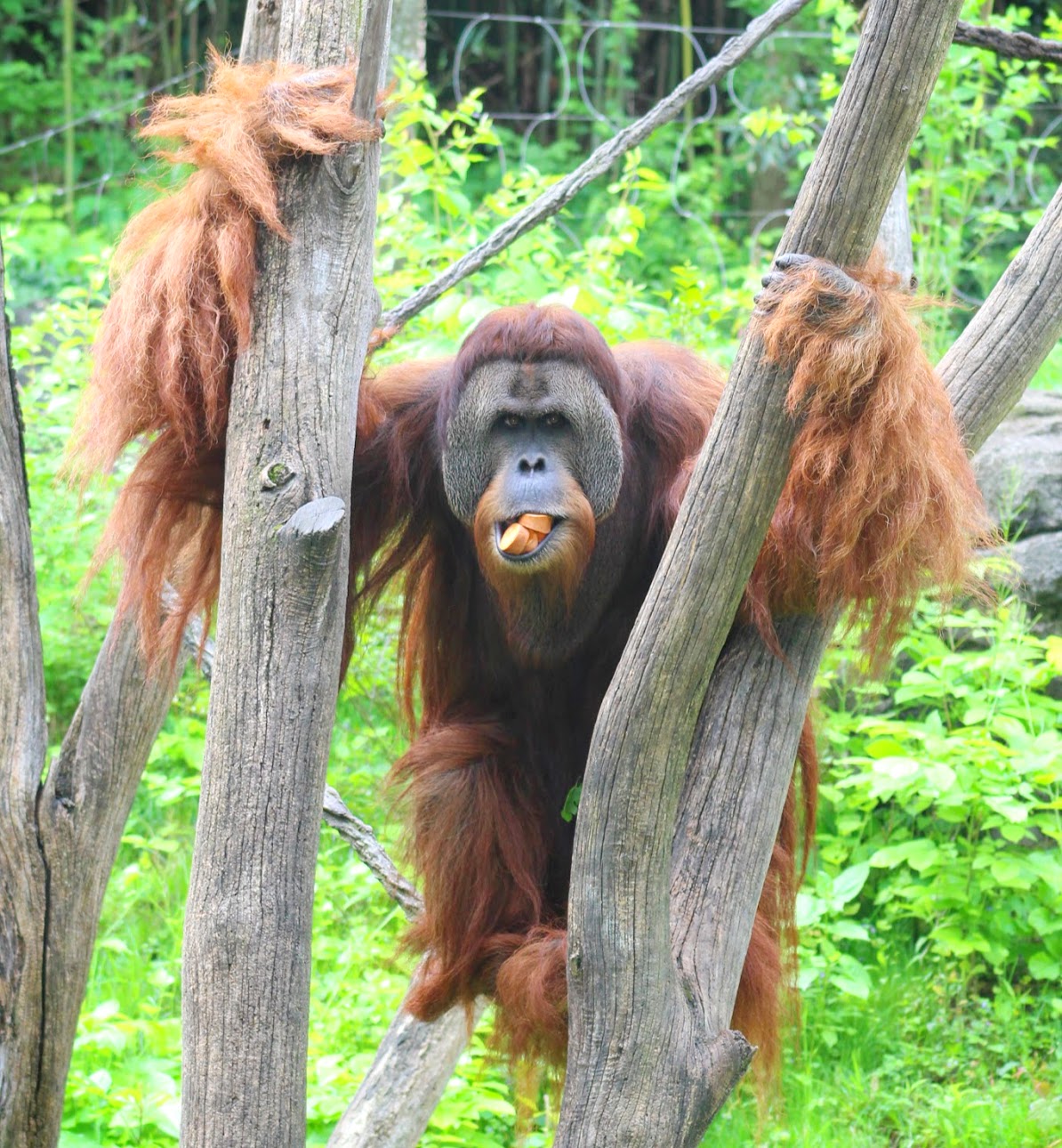 May. 2016 - Jungle Trails - Henry
