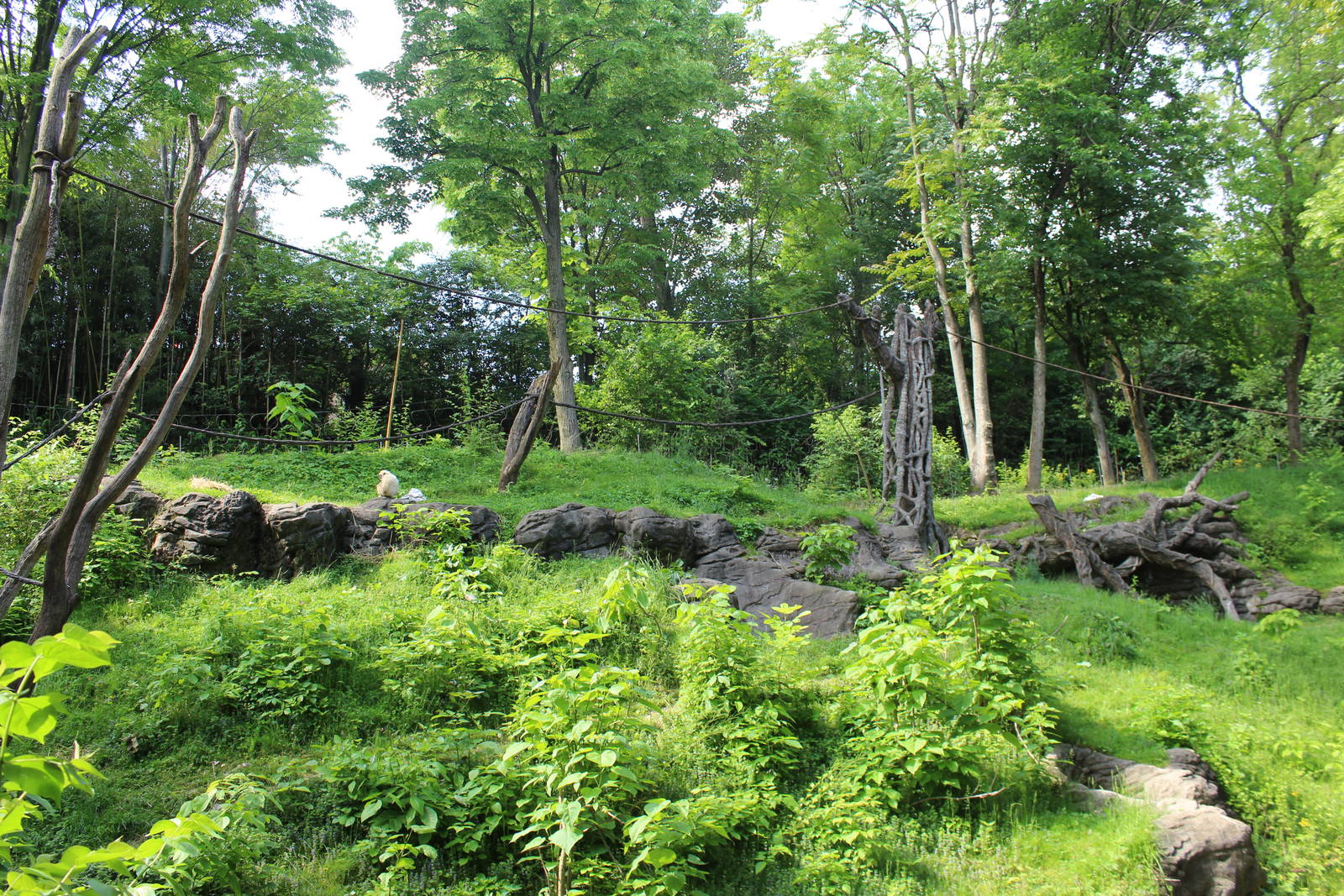 May. 2016 - Jungle Trails - Orangutan + White-handed Gibbon Exhibit (Added