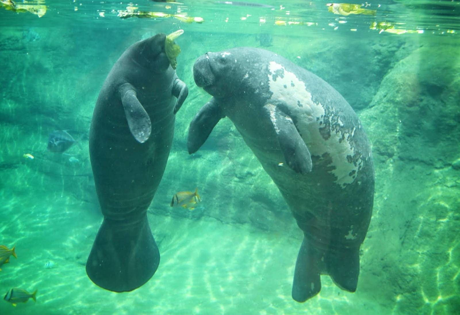 May. 2016 - Manatee Coast - Cadbury and Stubby