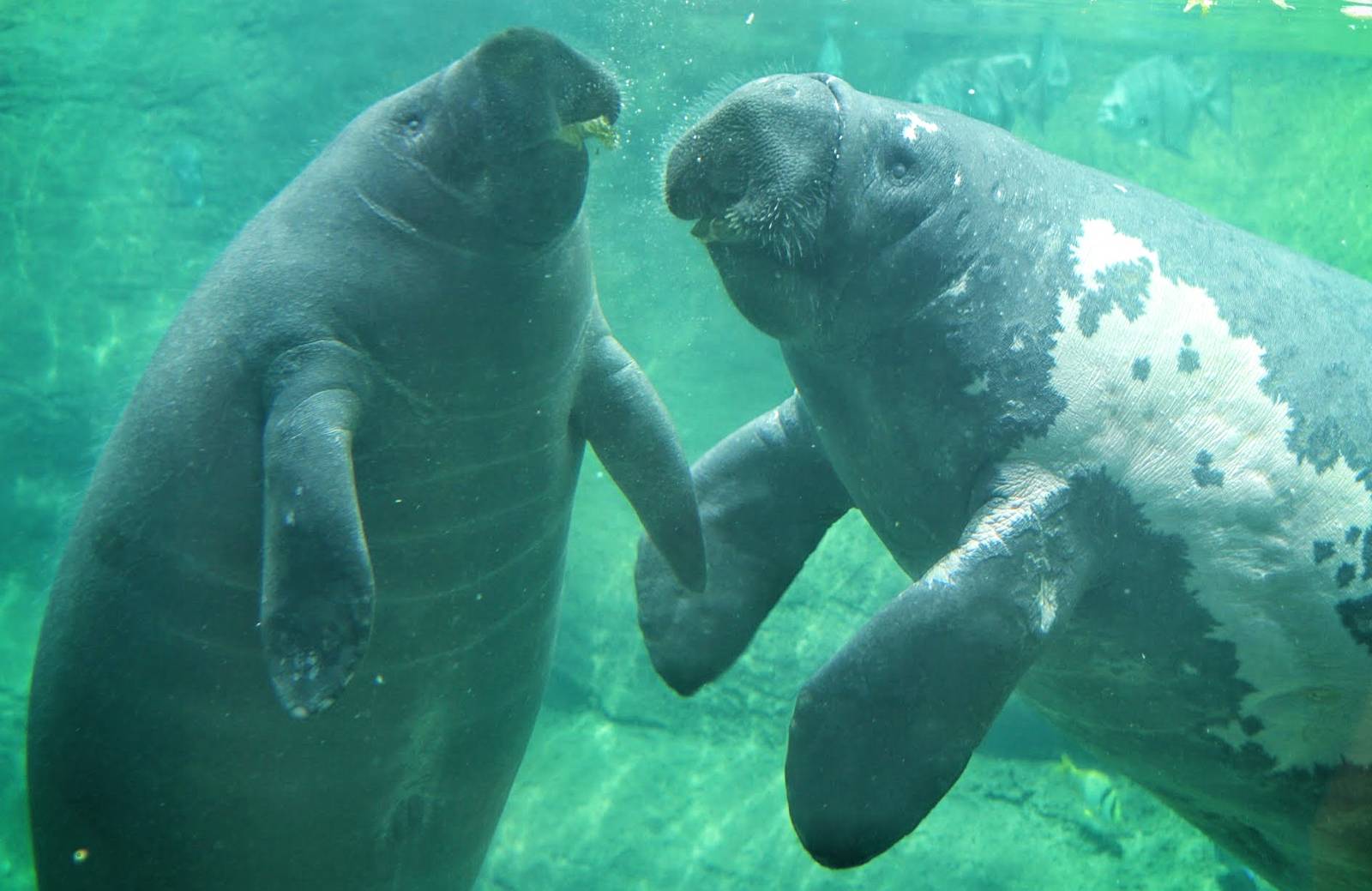 May. 2016 - Manatee Coast - Cadbury and Stubby