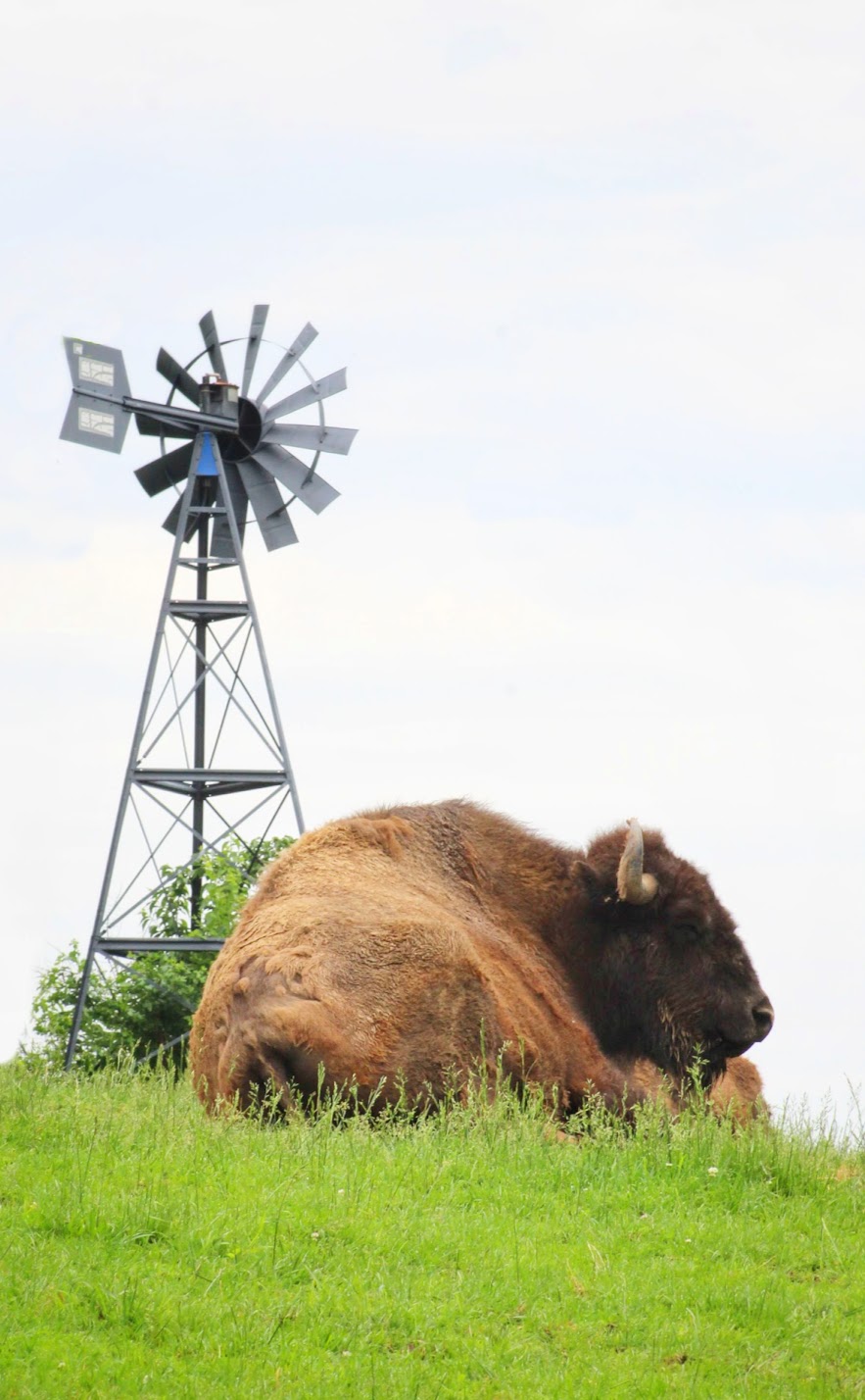 May. 2016 - North America - American Bison