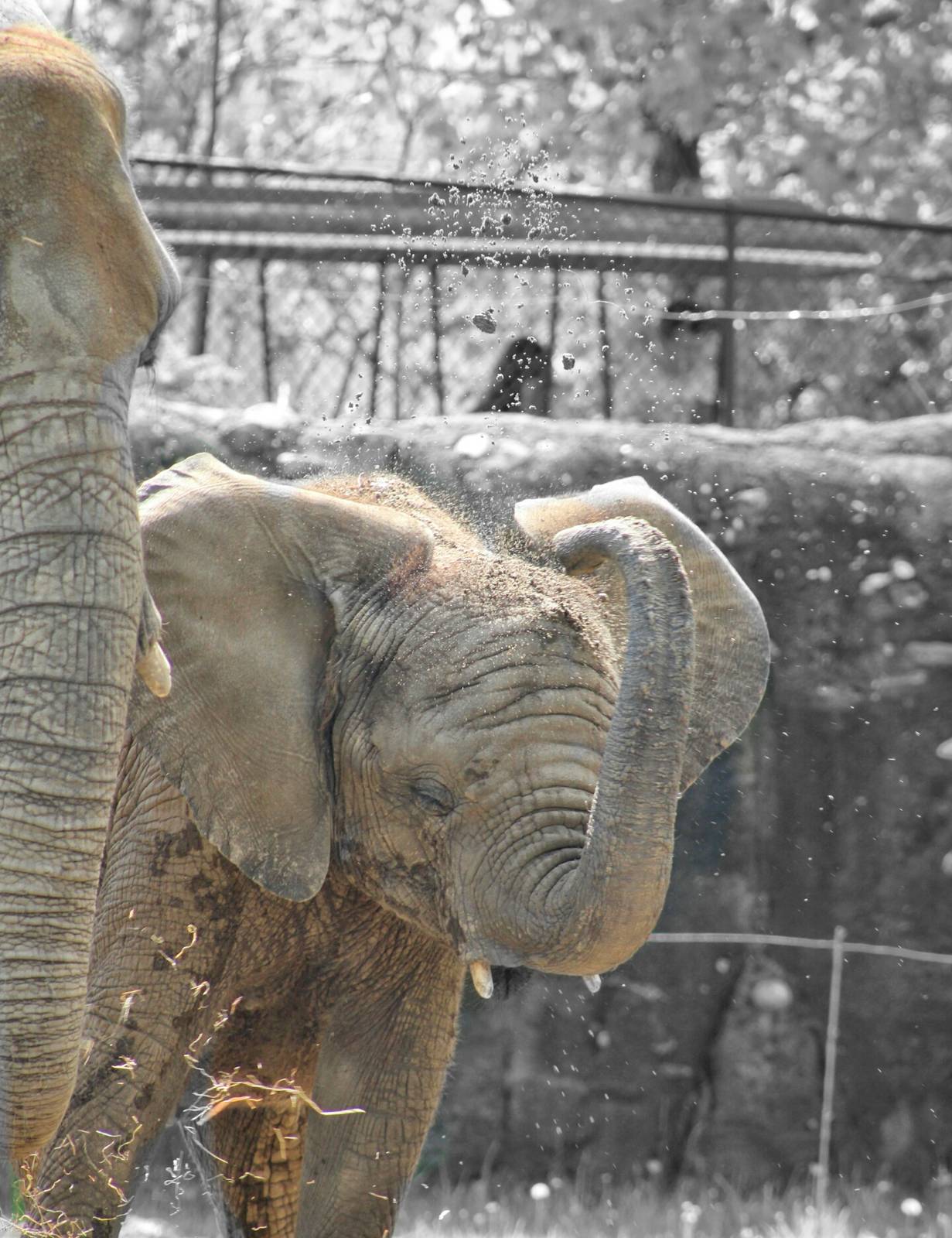 May. 2016 - Plains- African Elephant - Nyah