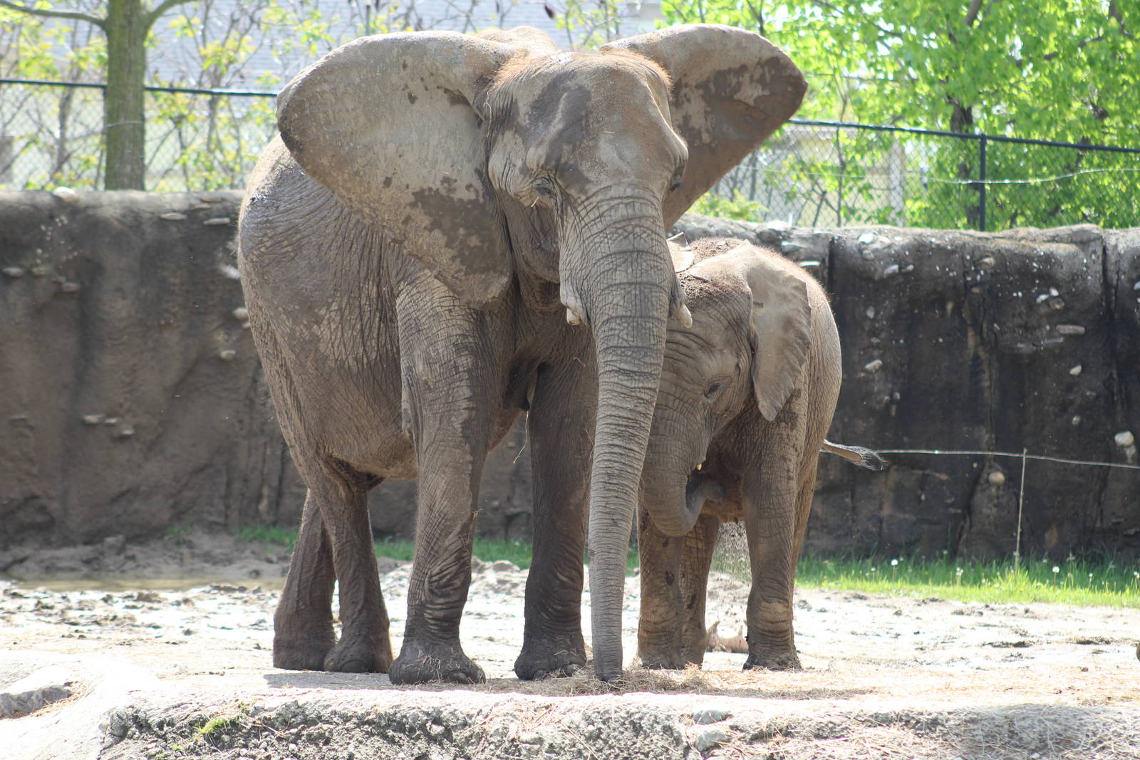 May. 2016 - Plains- African Elephants