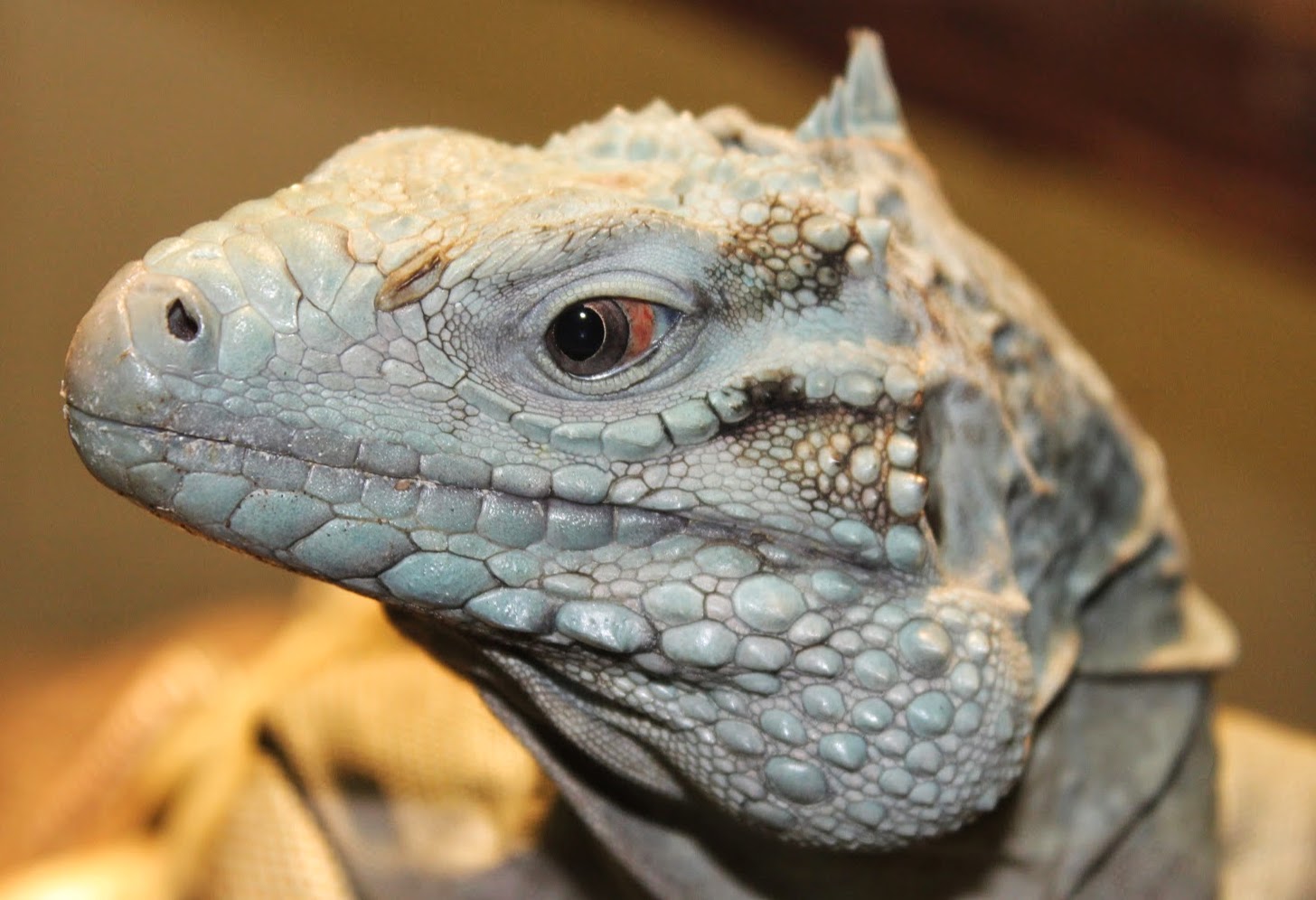 May. 2016 - Reptile House - Grand Cayman Blue Iguana