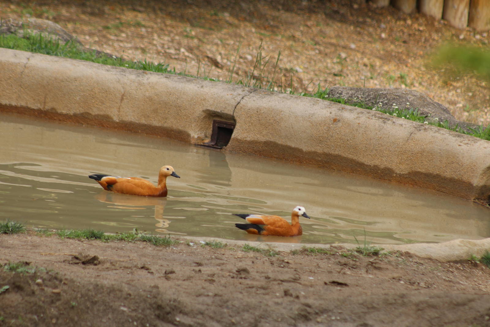May. 2016 - Rhino Reserve - Ruddy Shelducks in Black Rhino Exhibit