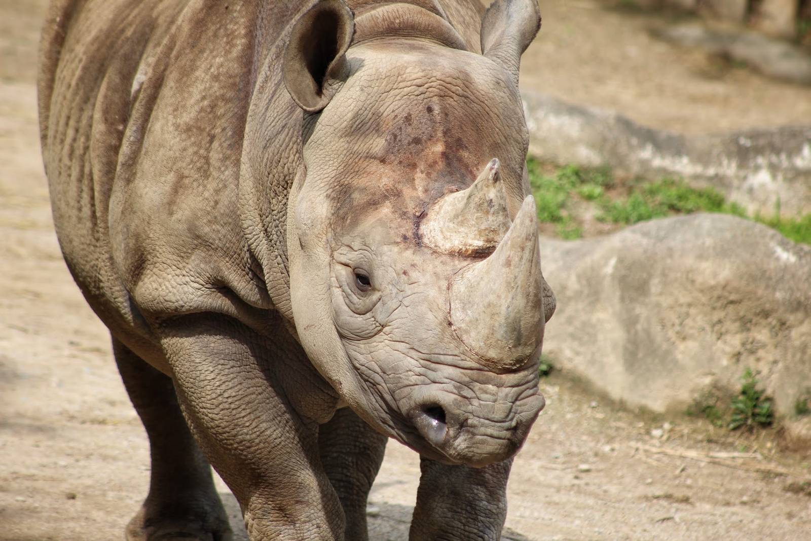 May. 2016 - Rhino Reserve - Seyia