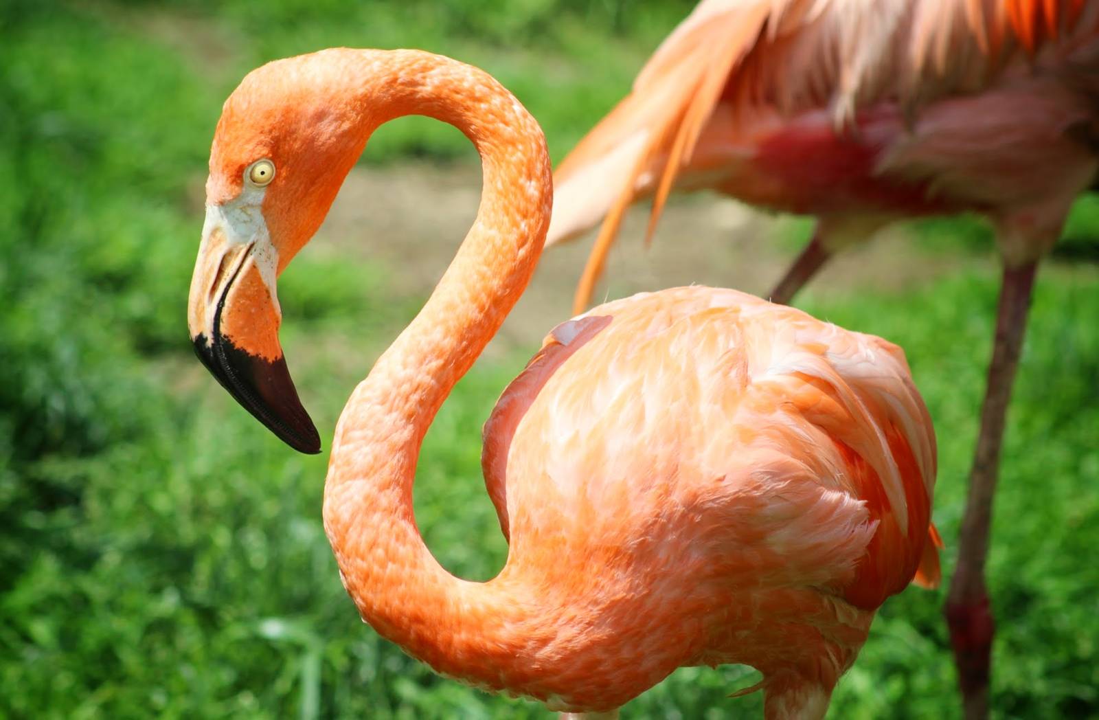 May. 2016 - Shores - Caribbean Flamingo