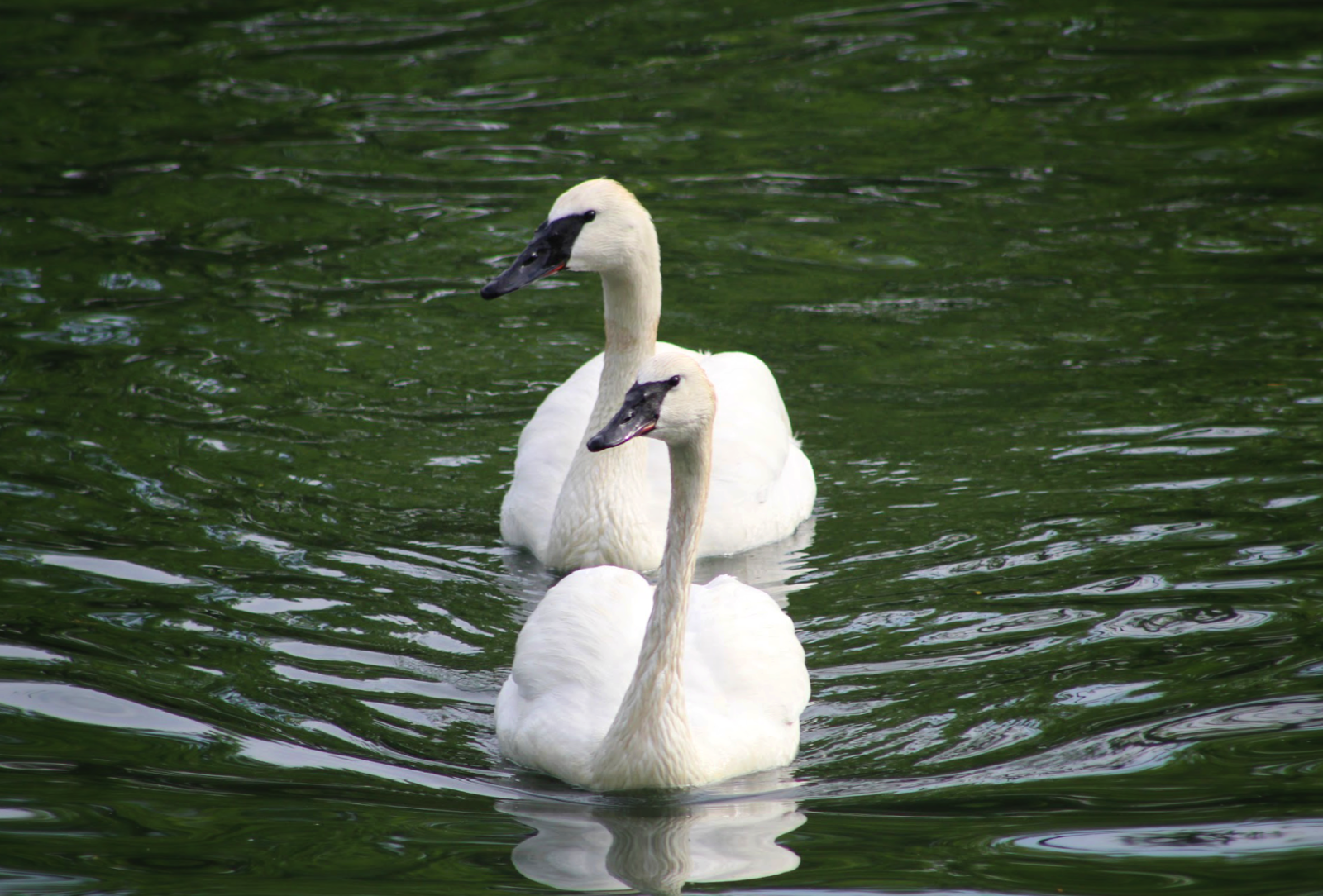 May. 2016 - Swan Lake - Trumpeter Swans