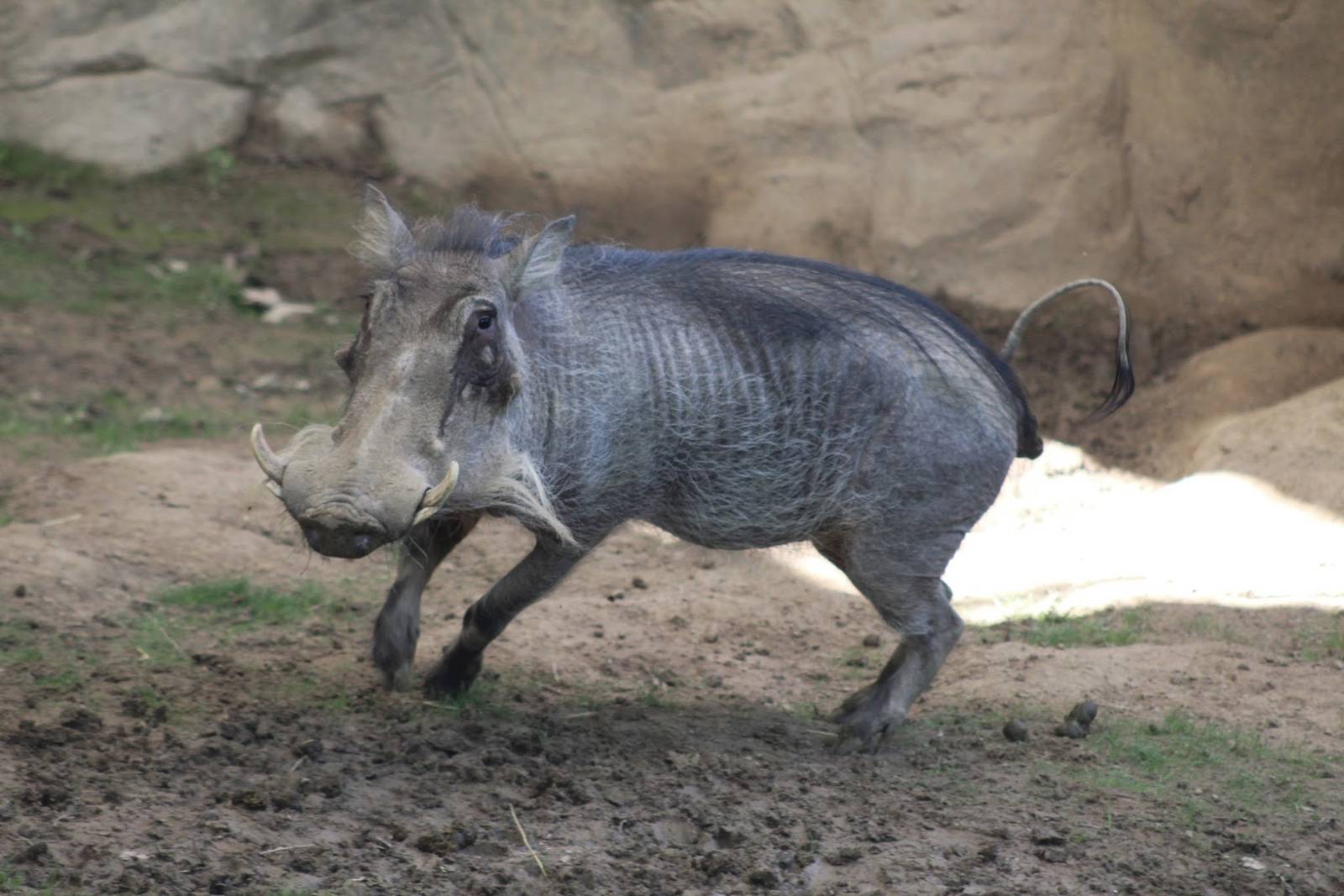May. 2016 - Wildlife Canyon - Walter, the Warthog (First Time on Display)
