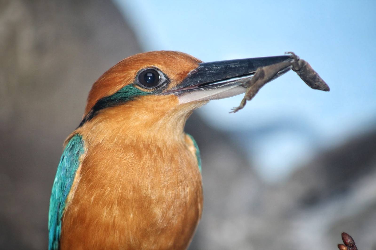 May. 2016 - Wings of the World - Micronesian Kingfisher