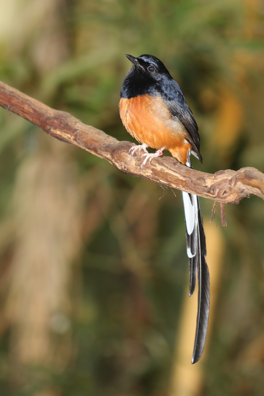 May. 2016 - Wings of the World - White-rumped Shama