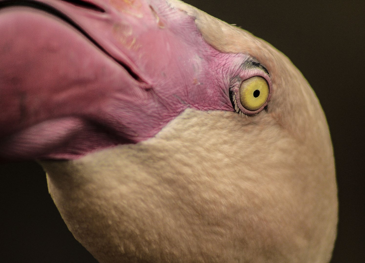 May. 2017 - Africa - Greater Flamingo Closeup