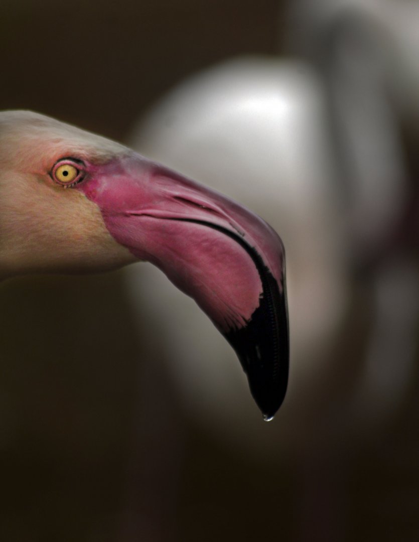May. 2017 - Africa - Greater Flamingo