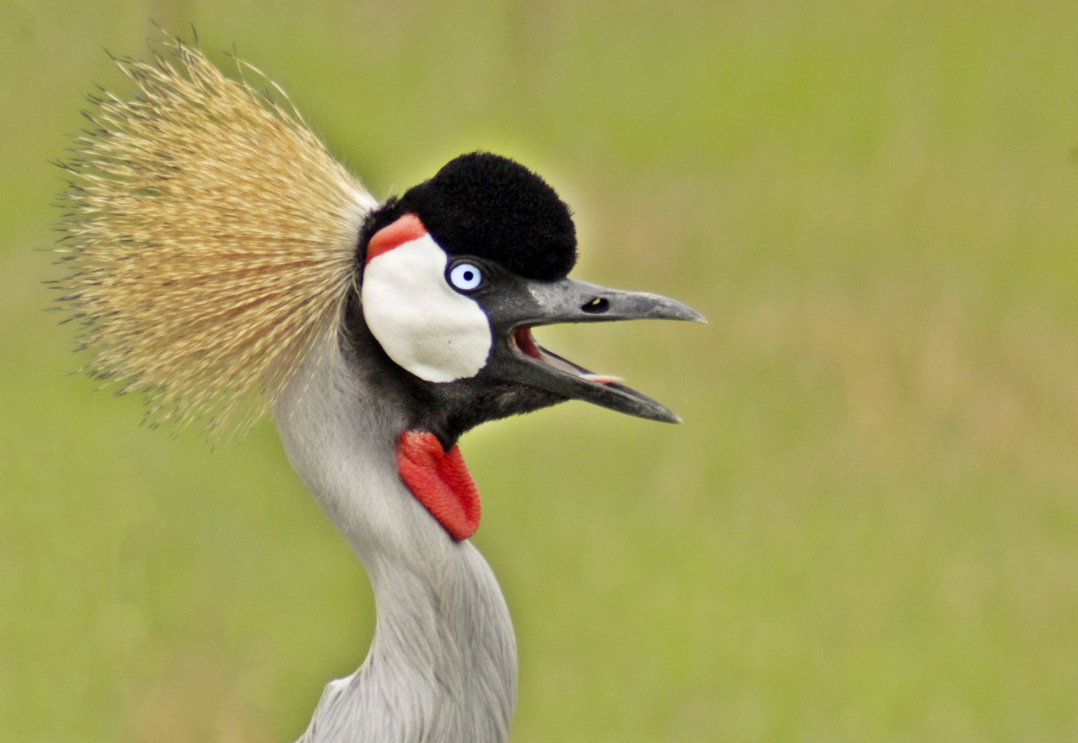 May. 2017 - Africa - Grey Crowned Crane