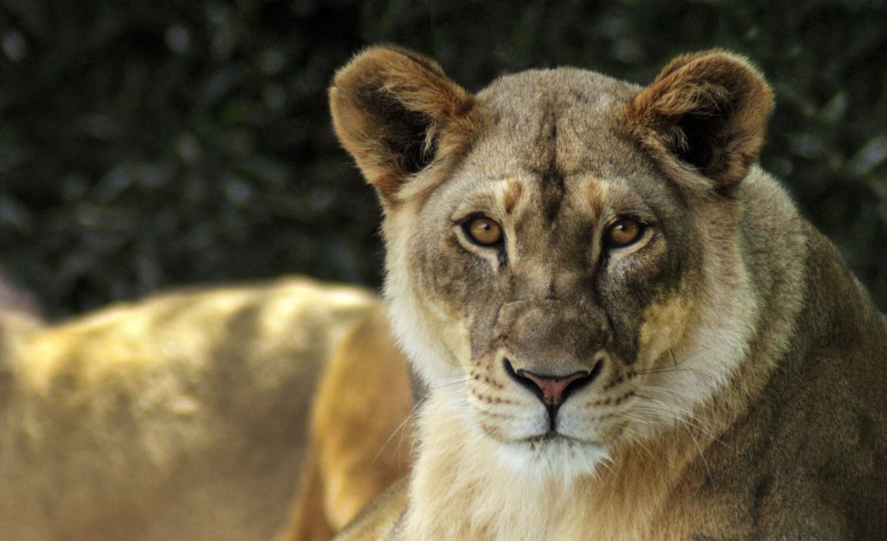 May. 2017 - Africa - Lion - Imani