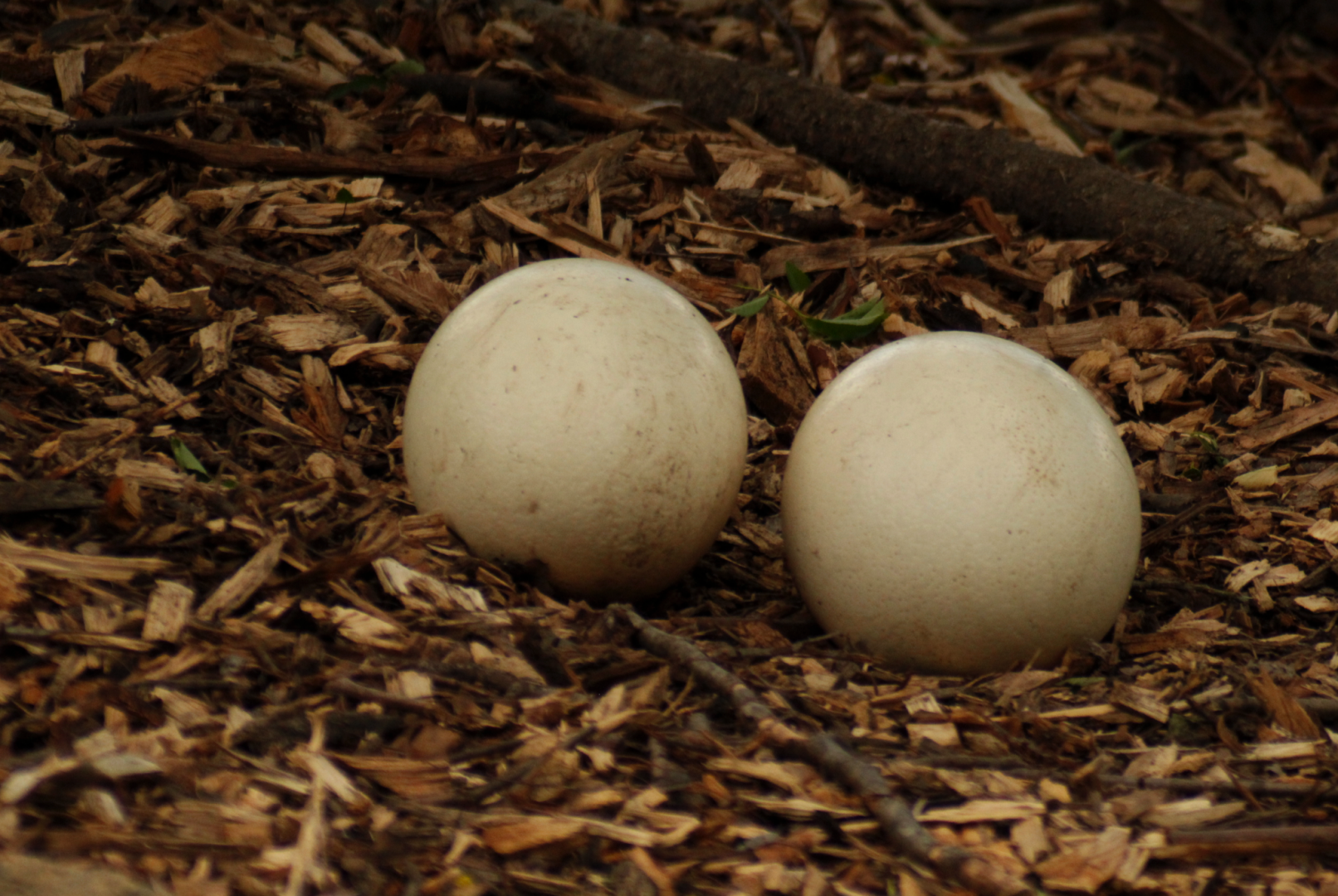 May. 2017 - Africa - Ostrich Eggs