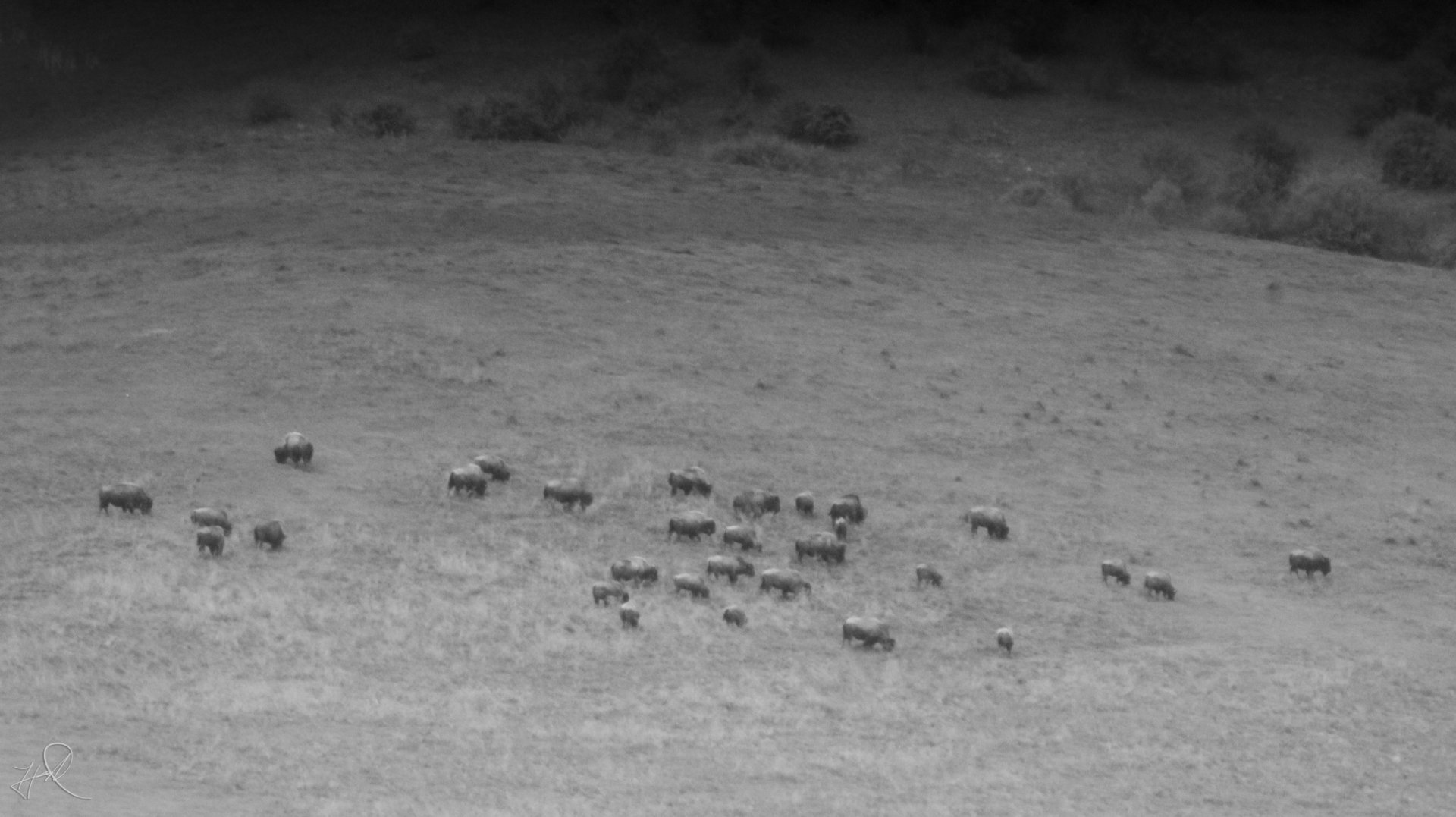 May. 2017 - American Bison from 1 Mile Away