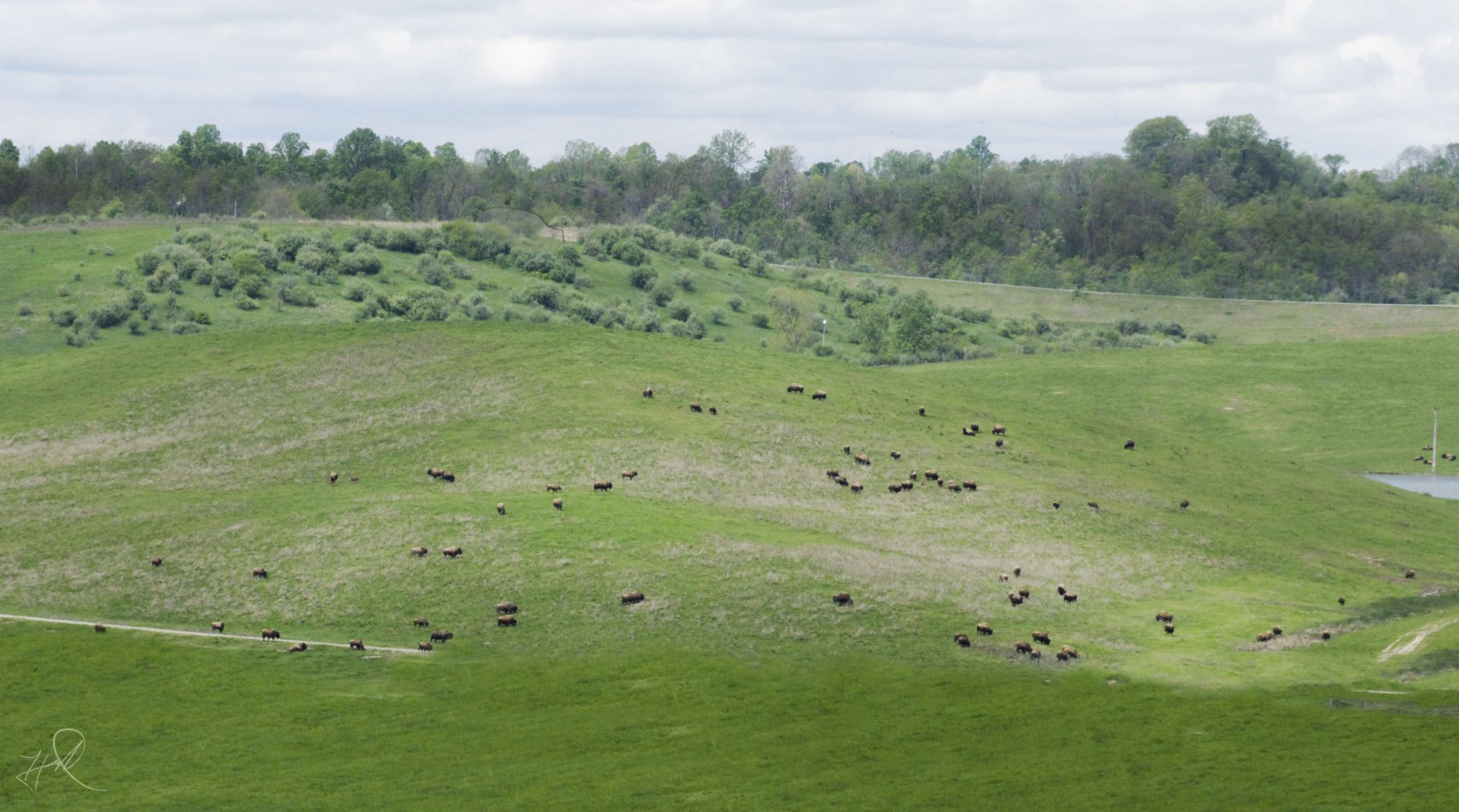 May. 2017 - American Bison Herd
