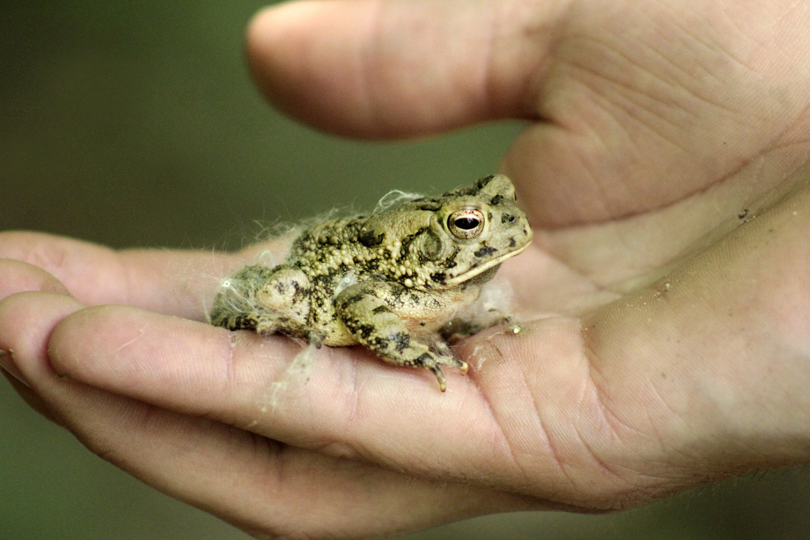 May. 2017 - American Toad