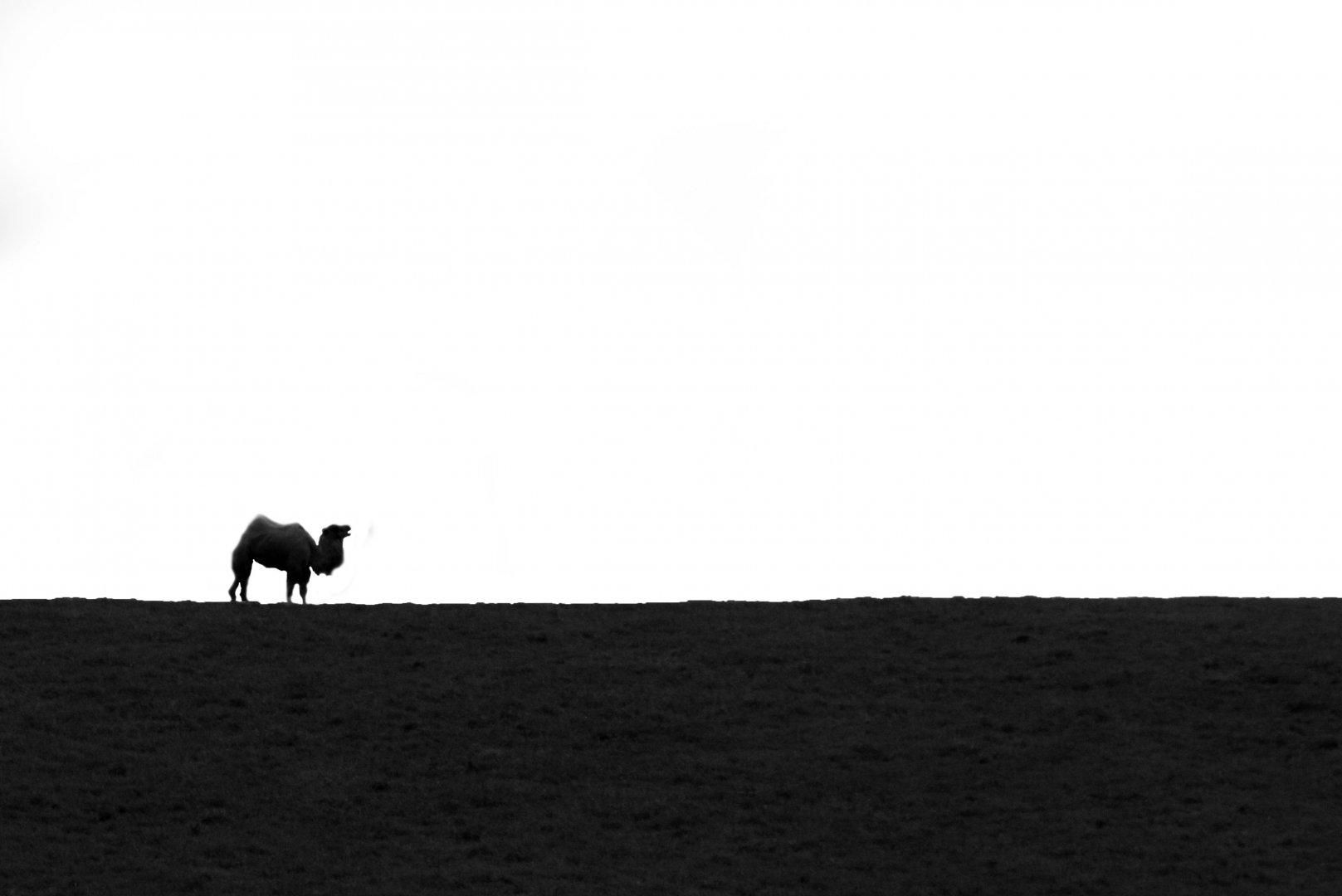 May. 2017 - Bactrian Camel