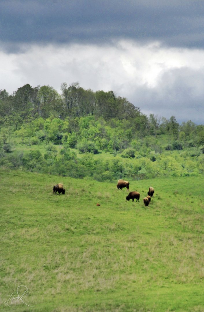 May. 2017 - Bison On The Safari