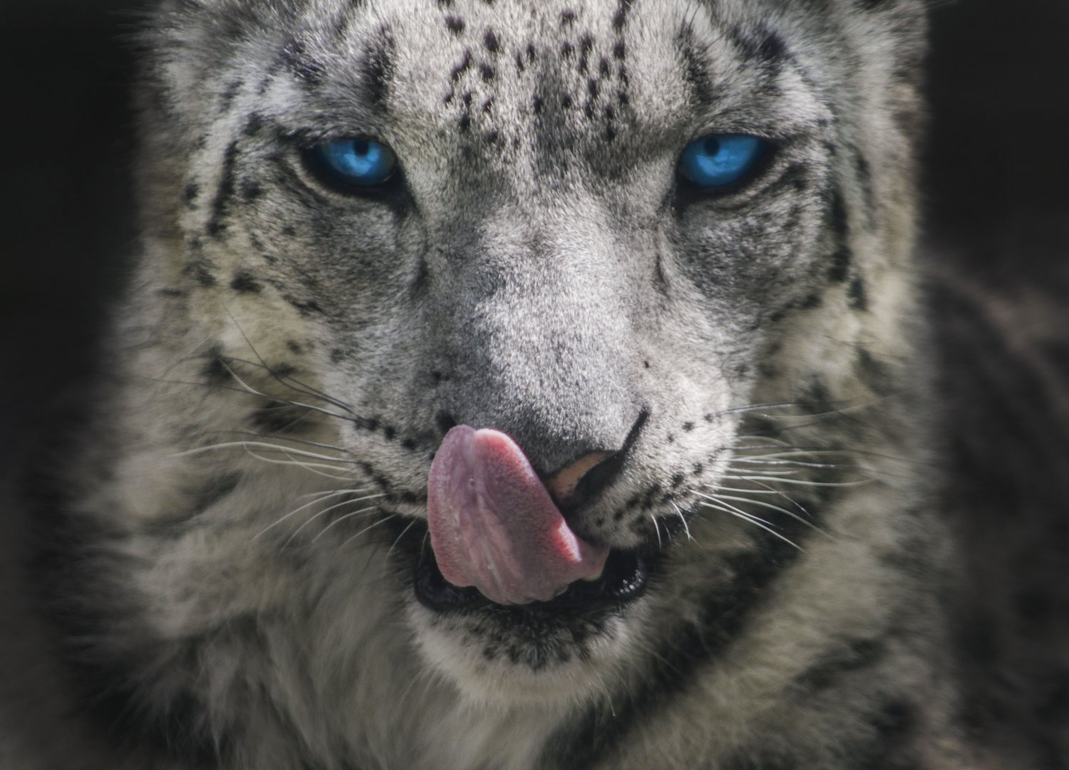 May 2017 - Cat Canyon - Snow Leopard - Renji