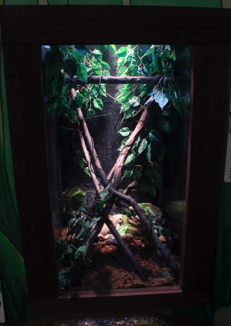 May. 2017 - Frog Bog (New Tank) - Solomon Island Skink + Solomon Island Frog Tank