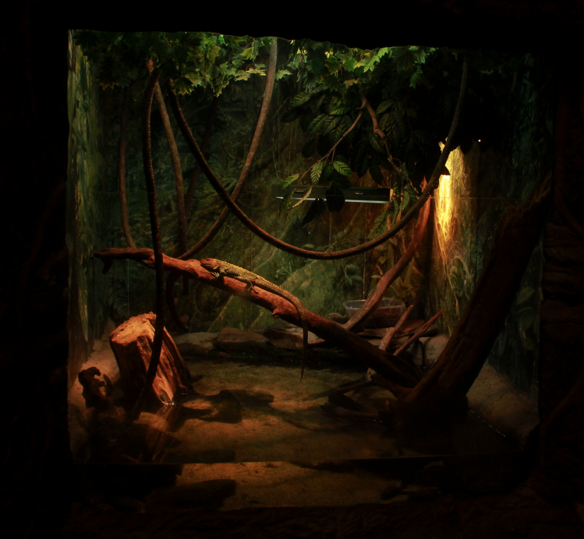 May. 2017 - Gator Alley - Caiman Lizard Exhibit