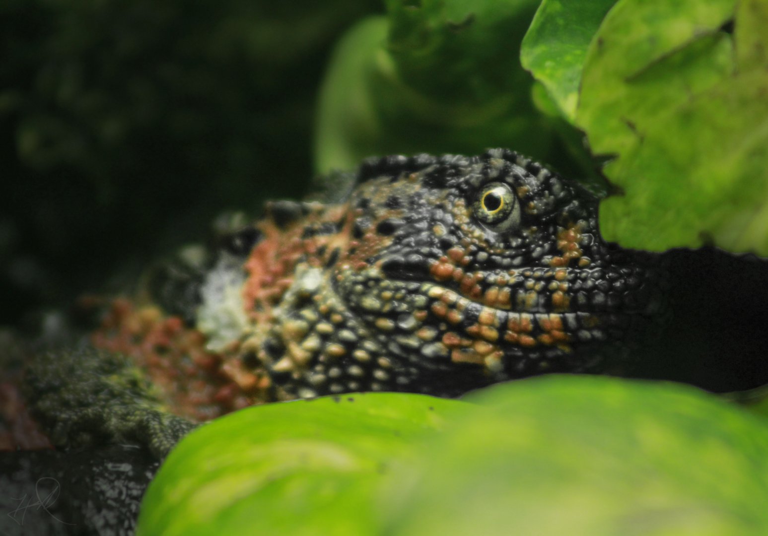 May. 2017 - Gator Alley - Chinese Crocodile Lizard