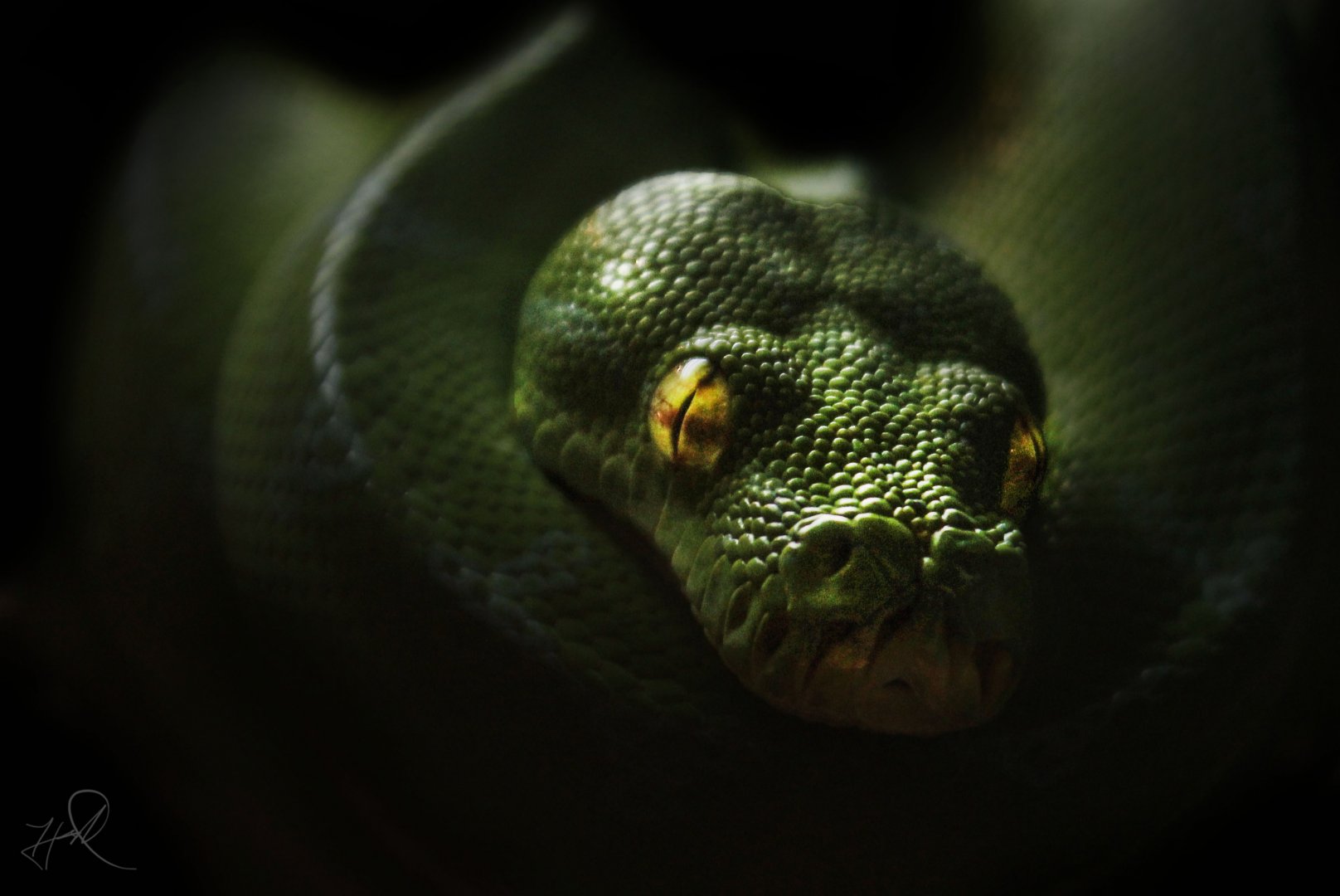 May. 2017 - Gator Alley - Green Tree Python