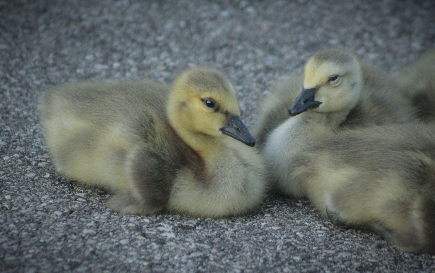 May. 2017 - Goslings