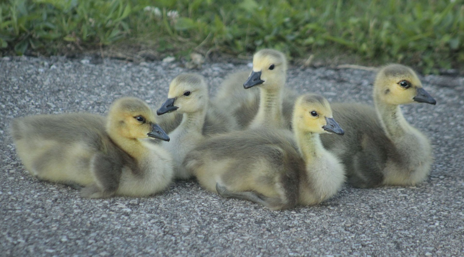 May. 2017 - Goslings