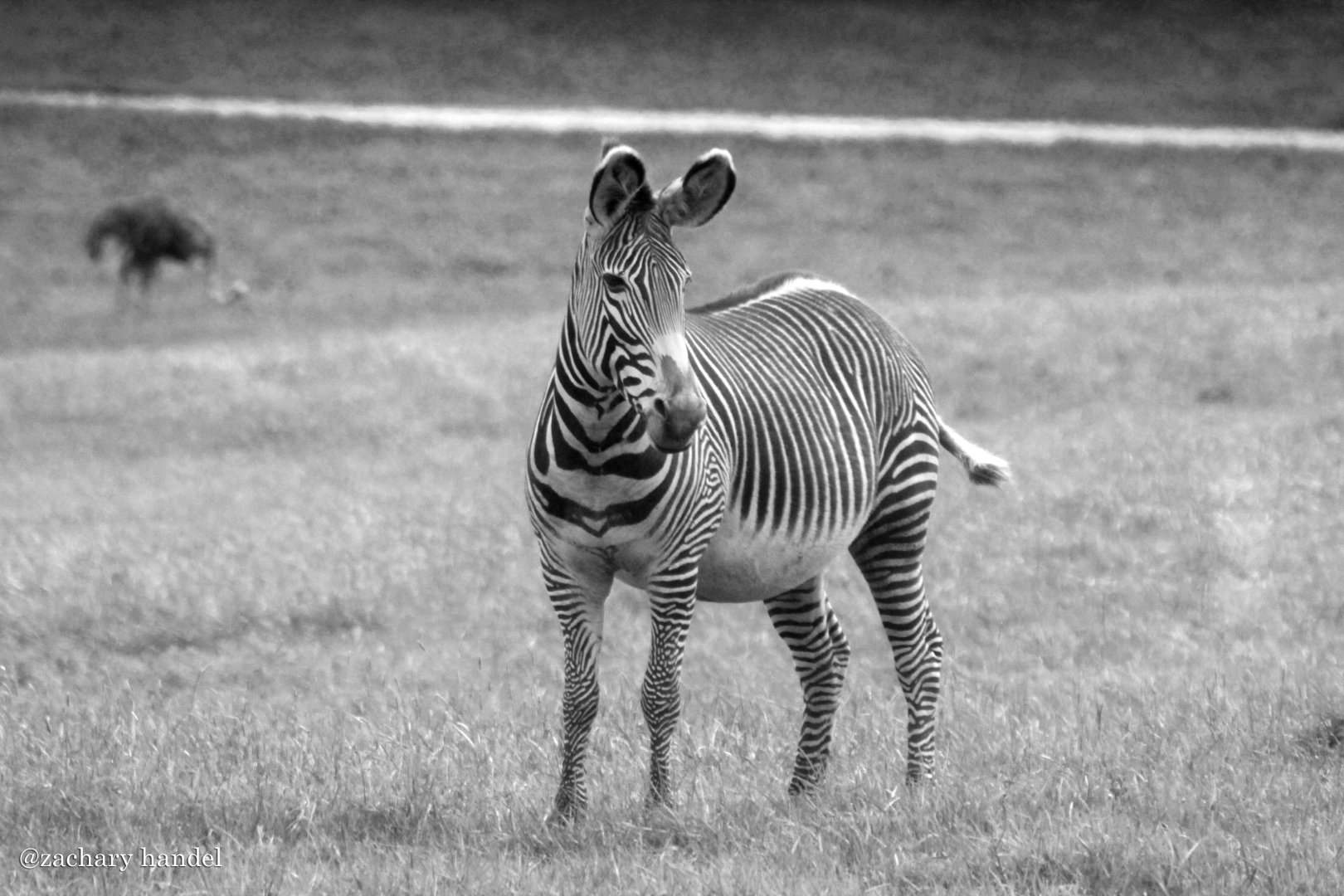 May. 2017 - Grevy's Zebra