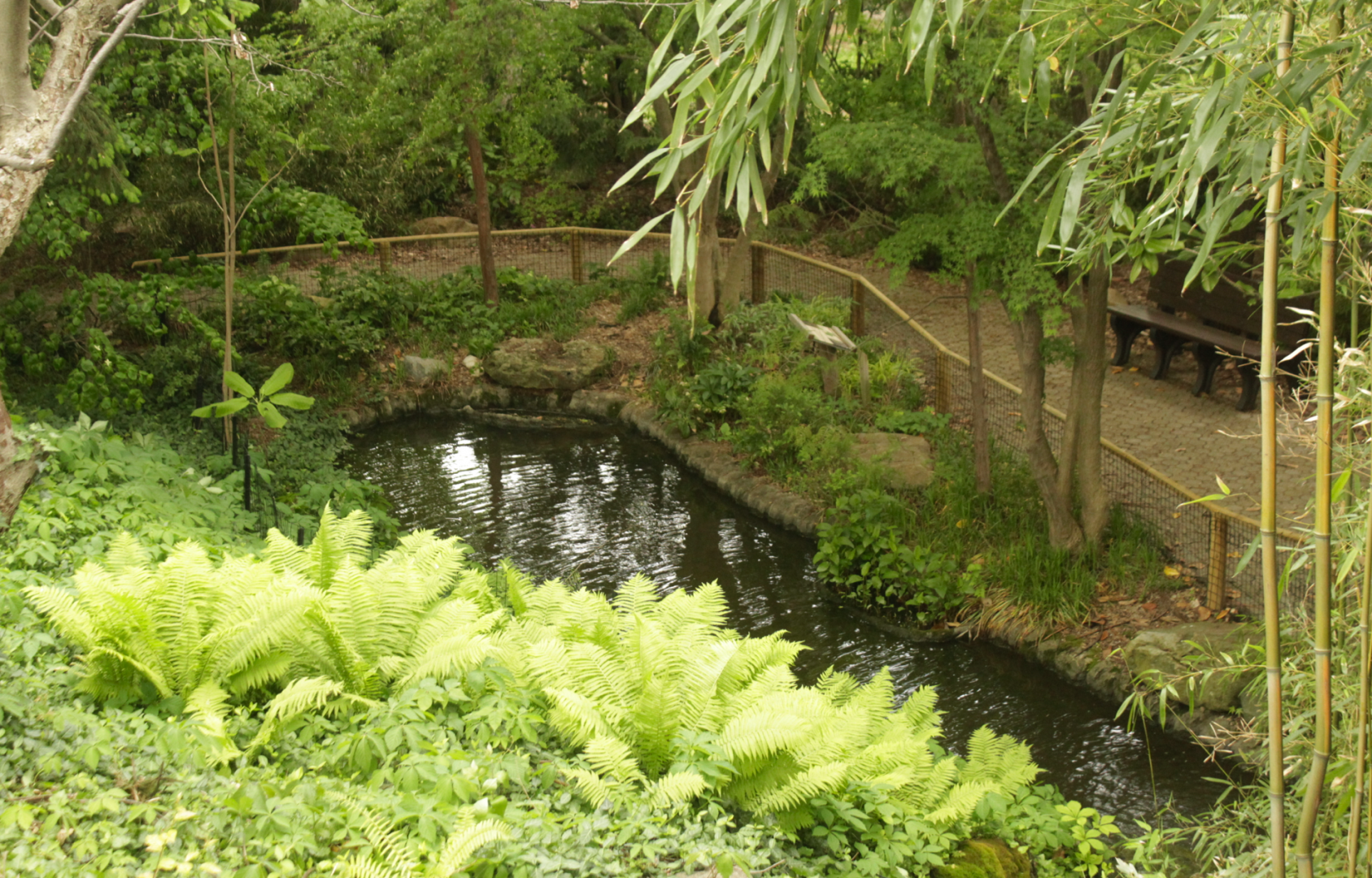 May. 2017 - Japanese Giant Salamander Exhibit (Not Accessible to Guests)